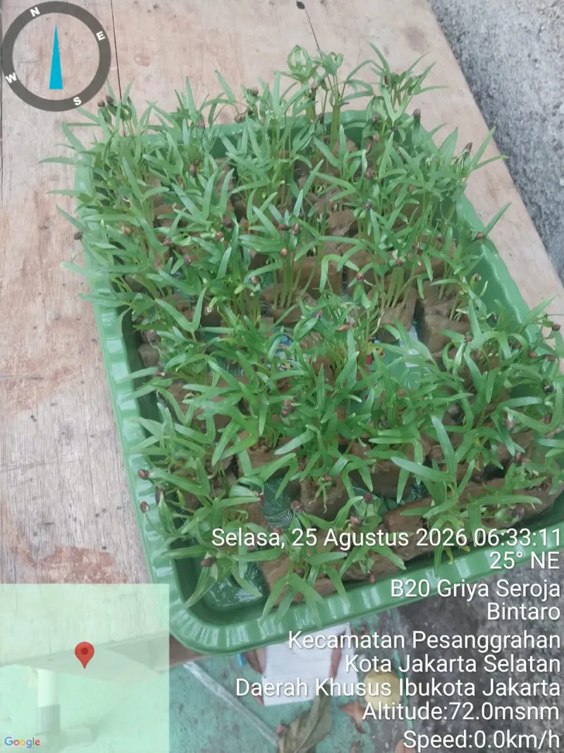 Lahan Urban Farming SDN Bintaro 09 - Gambar 182