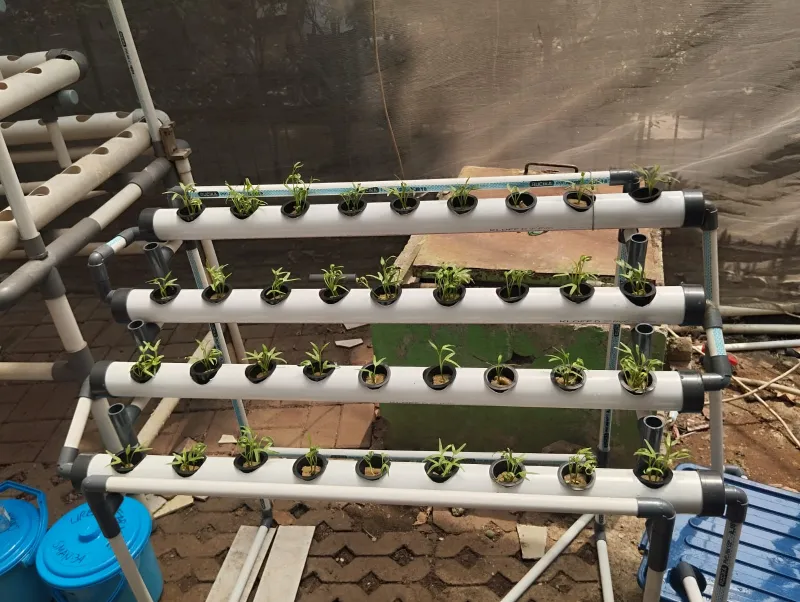 Lahan Urban Farming SMAN 34 Jakarta - Gambar 82