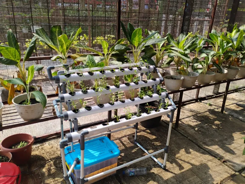 Lahan Urban Farming SMAN 109 Jakarta - Gambar 227
