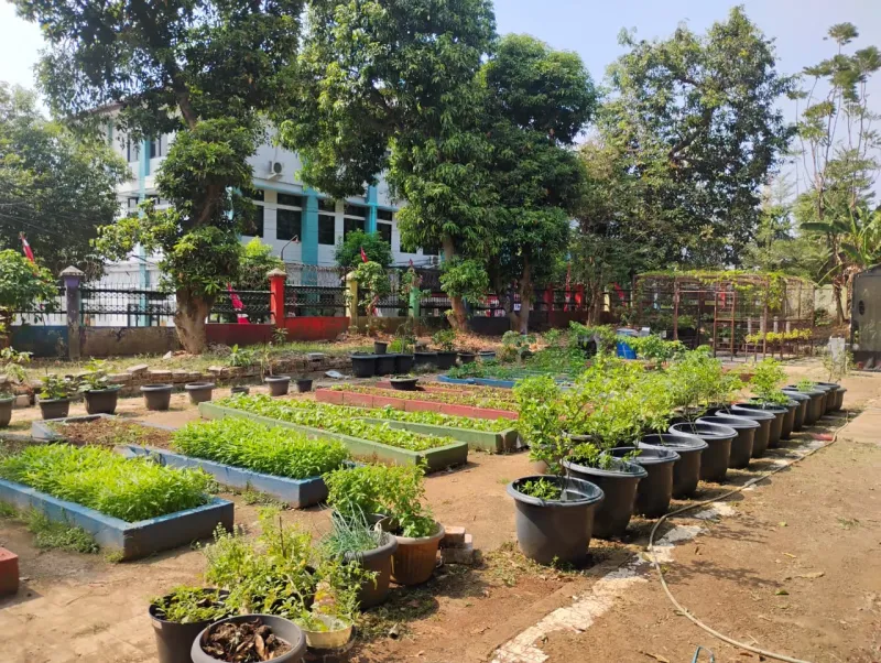 Lahan Urban Farming SMAN 109 Jakarta - Gambar 228