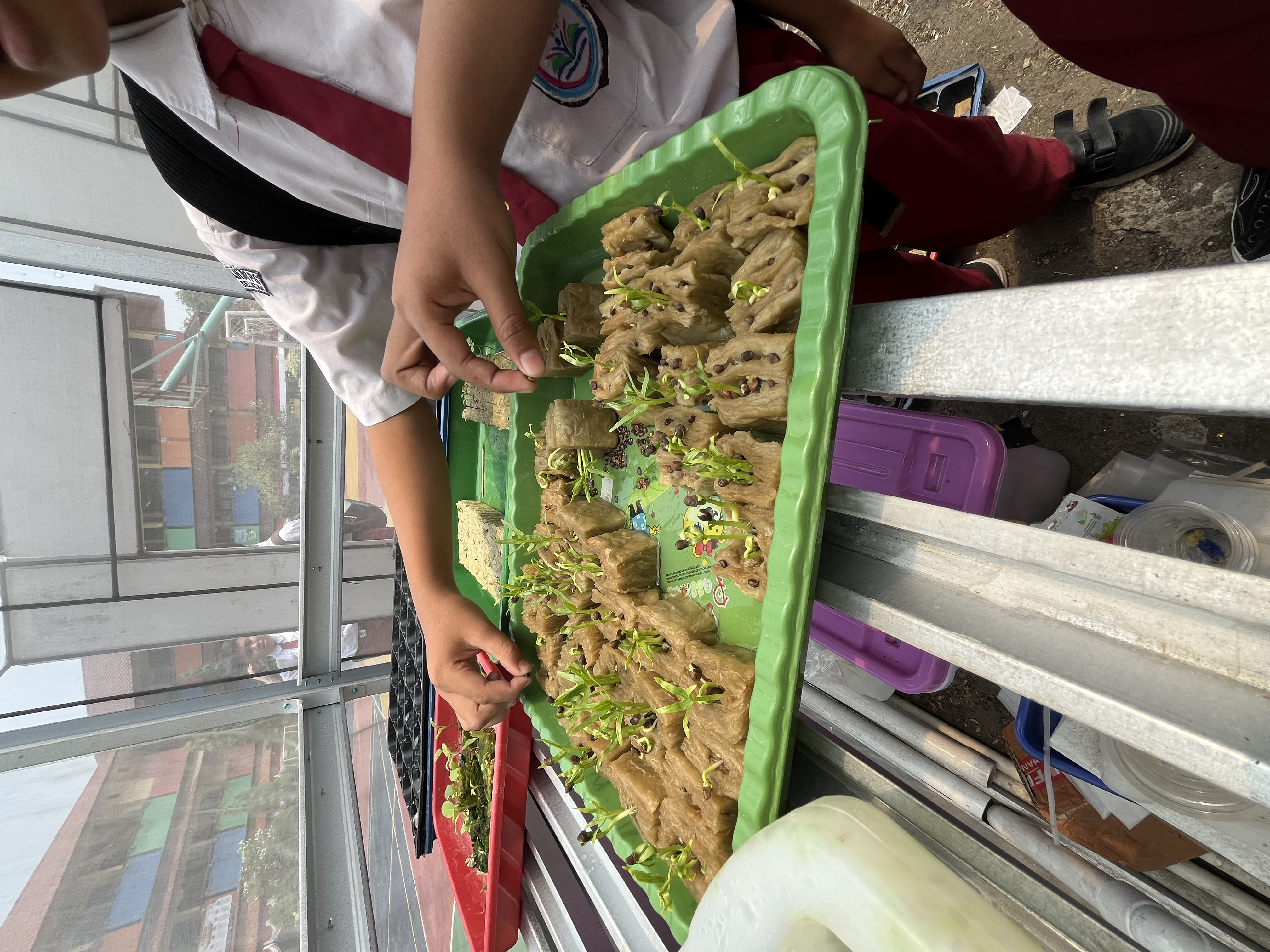 Lahan Urban Farming SDN Cipulir 03 - Gambar 82
