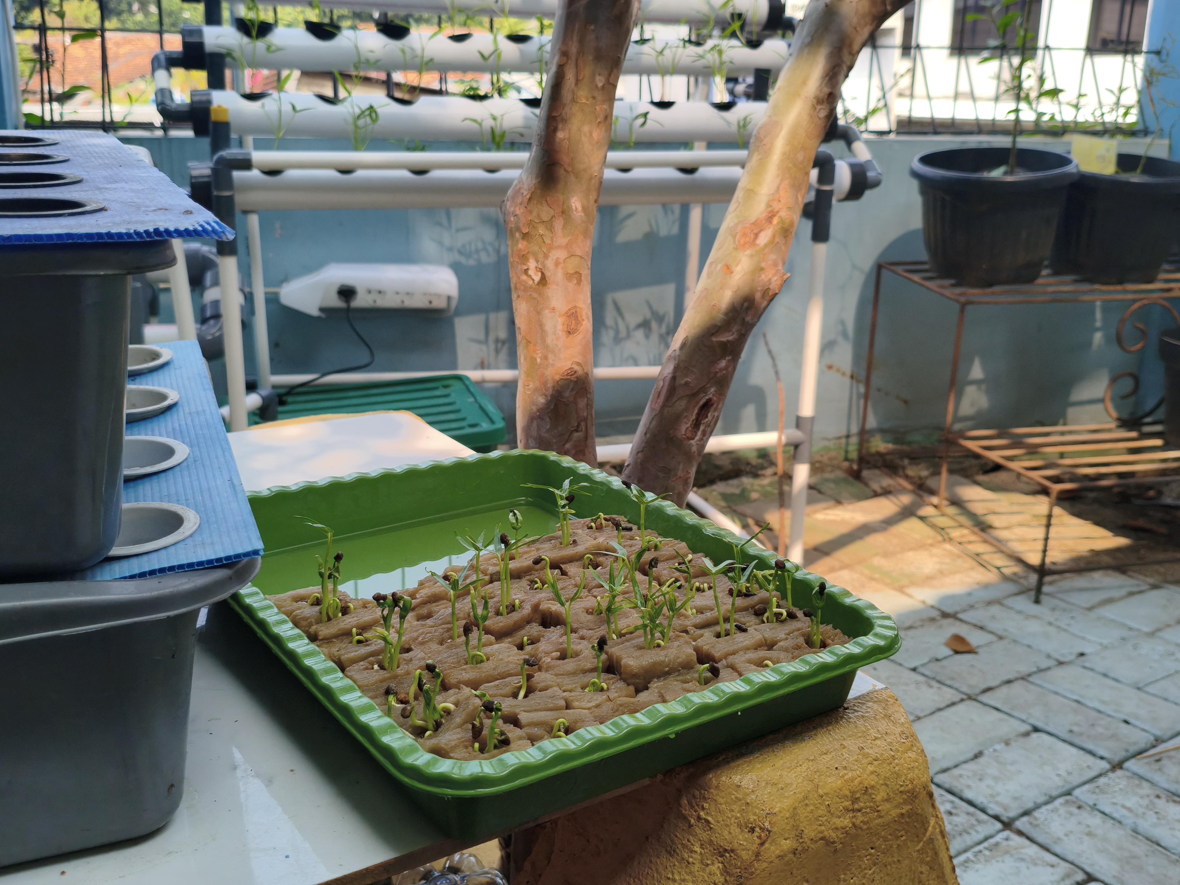 Lahan Urban Farming SMKN 43 Jakarta - Gambar 205