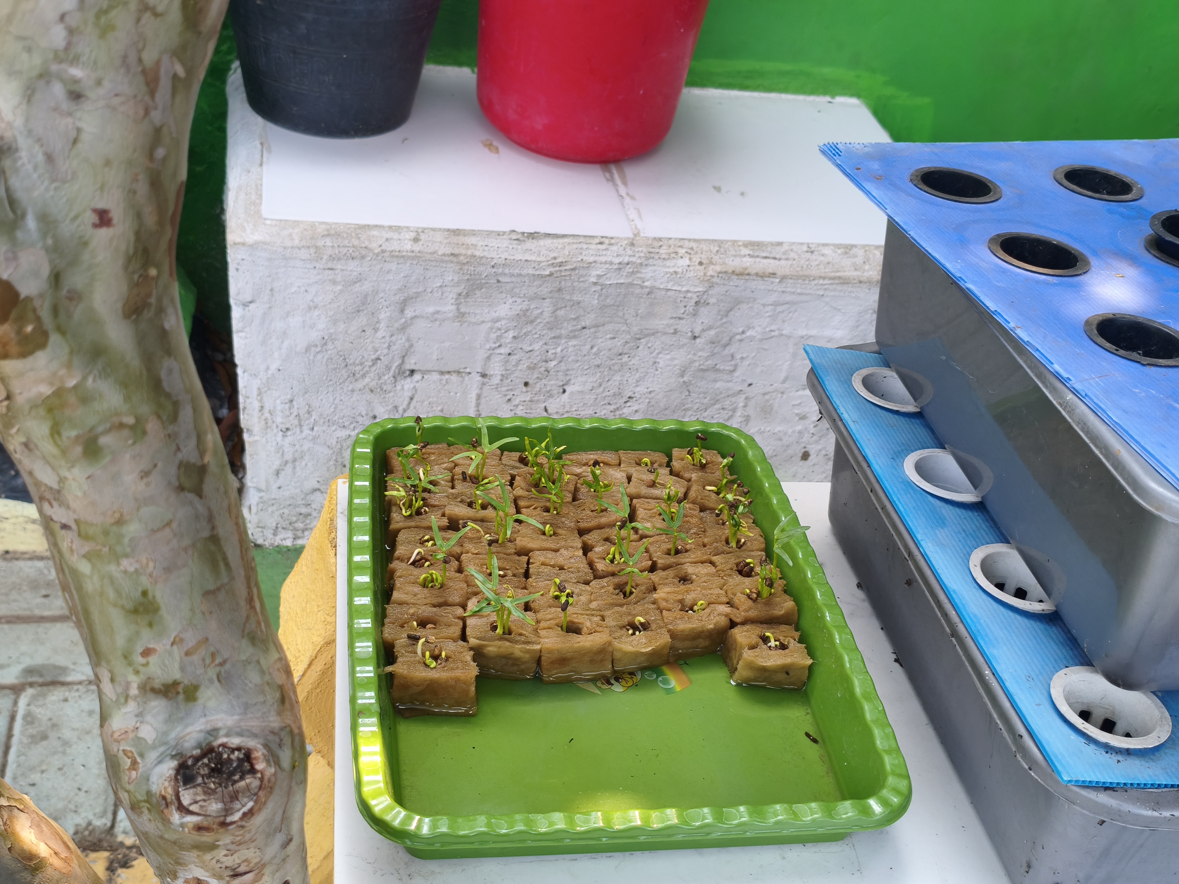 Lahan Urban Farming SMKN 43 Jakarta - Gambar 206