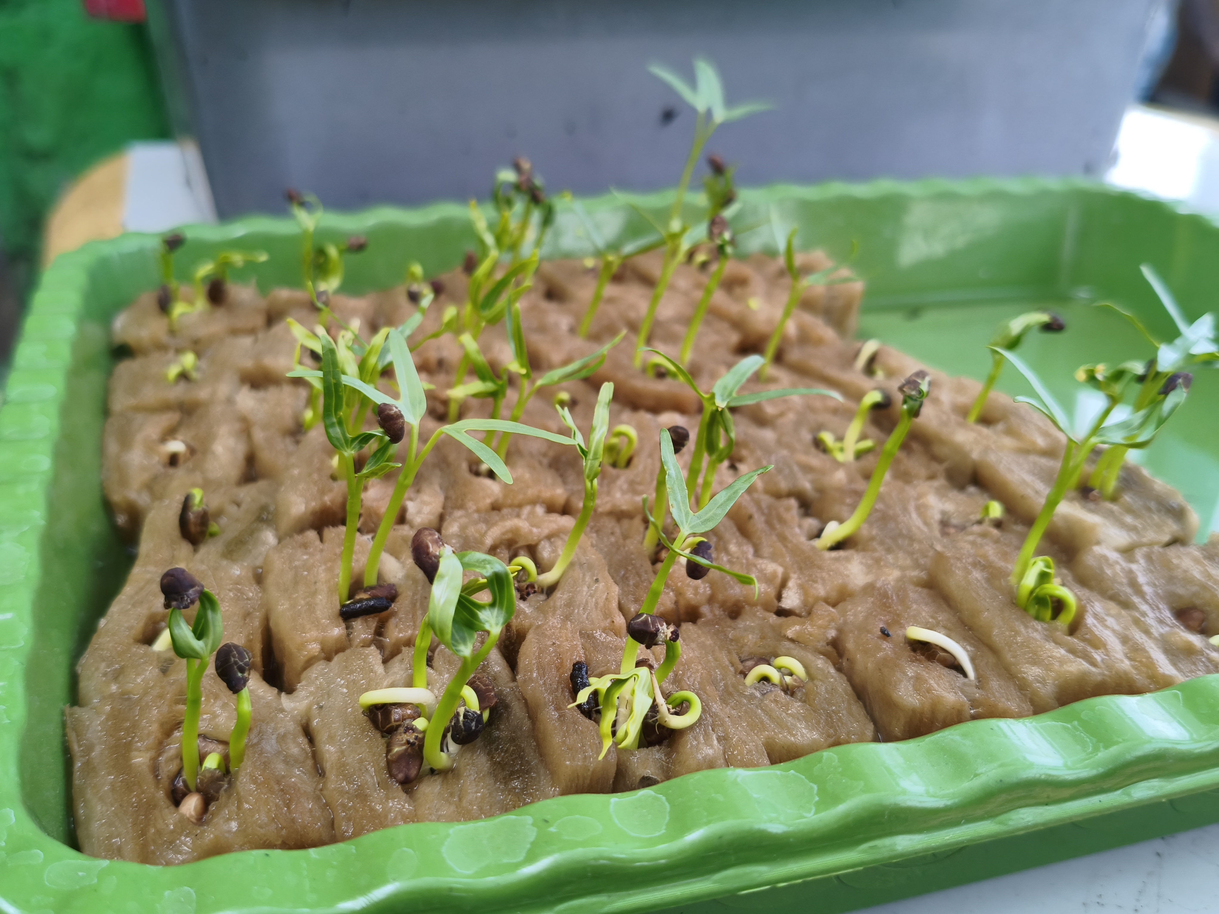 Lahan Urban Farming SMKN 43 Jakarta - Gambar 203