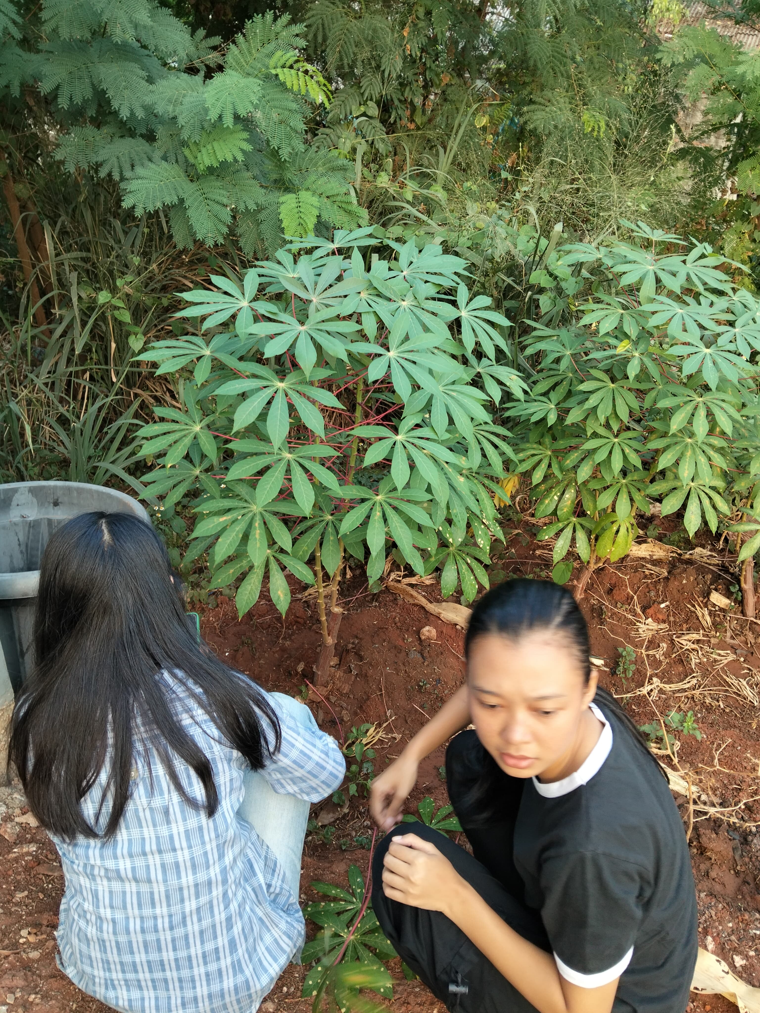 KEBUN SMKN 74 JAGAKARSA JAKARTA SELATAN - Gambar 318