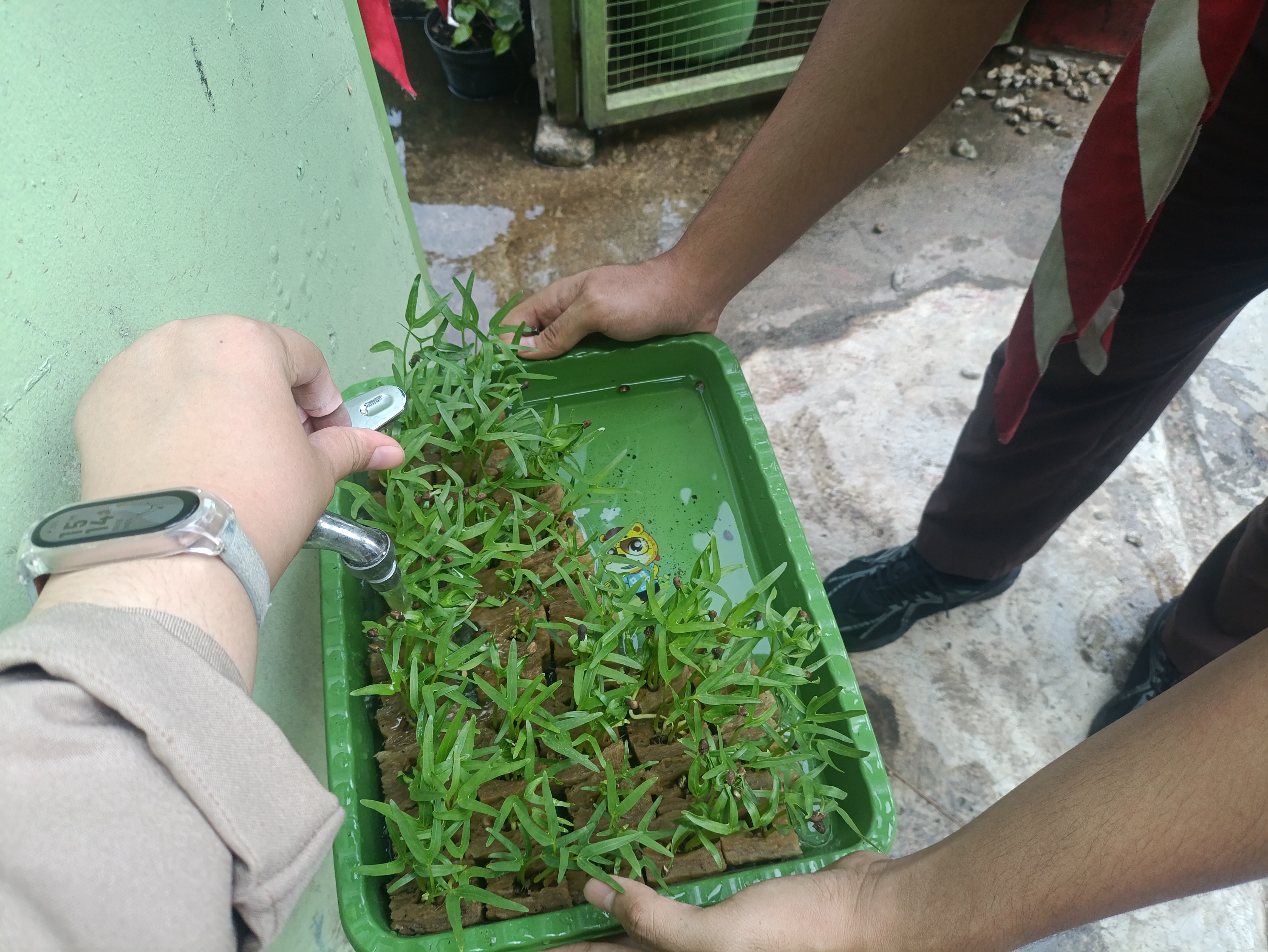 Lahan Urban Farming SMAN 63 Jakarta - Gambar 95