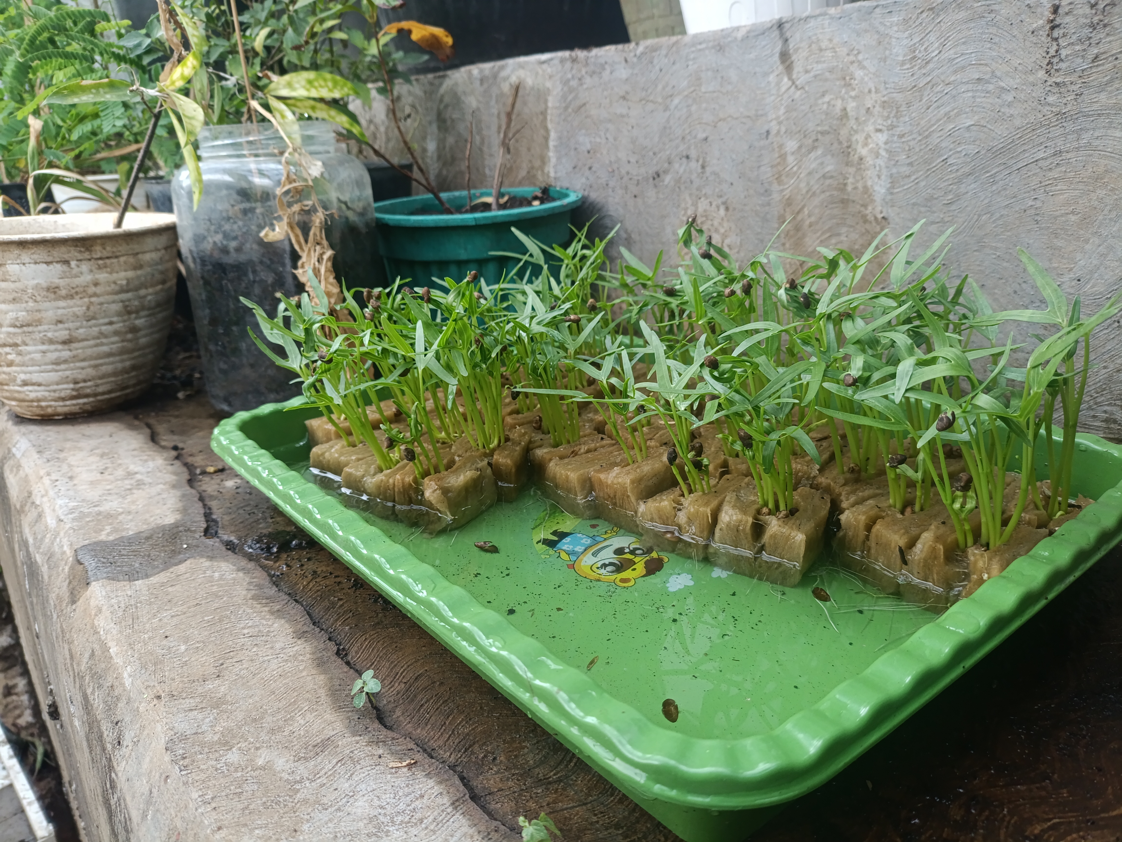 Lahan Urban Farming SMAN 63 Jakarta - Gambar 92