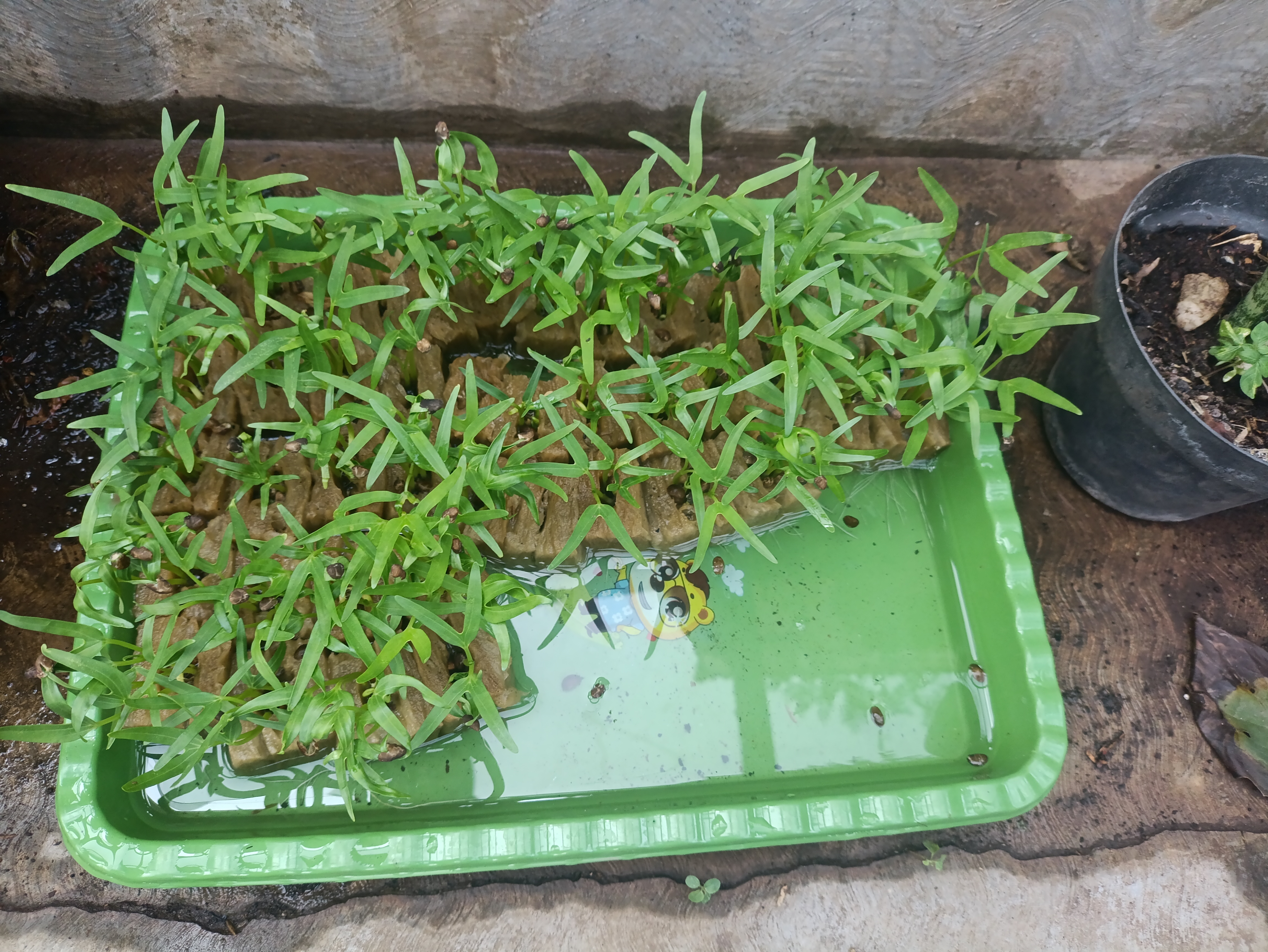 Lahan Urban Farming SMAN 63 Jakarta - Gambar 93