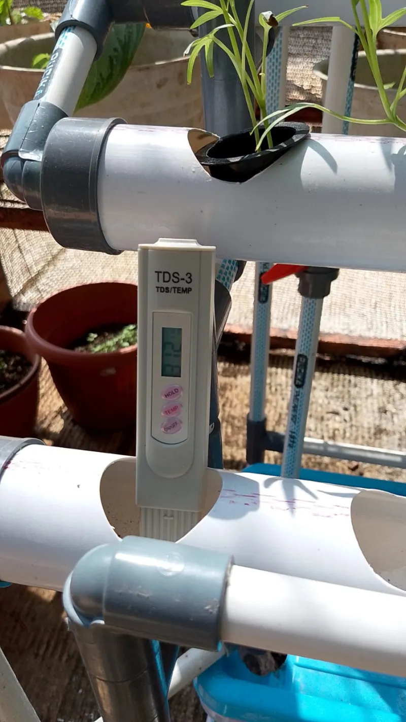 Lahan Urban Farming SMAN 109 Jakarta - Gambar 226