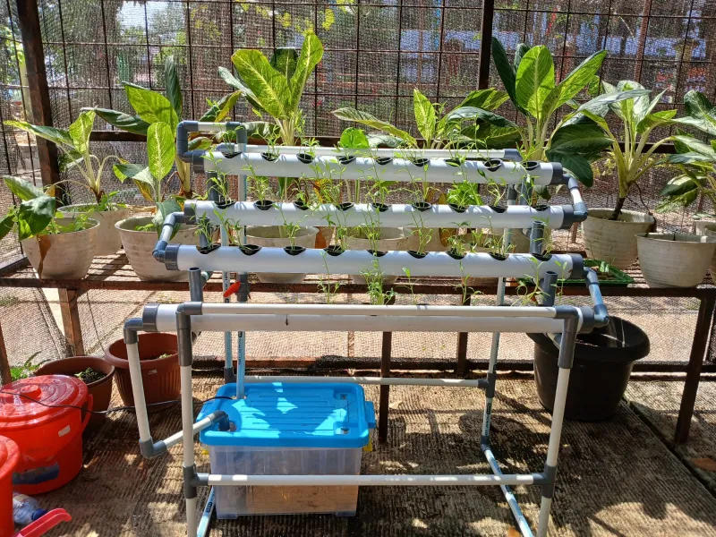 Lahan Urban Farming SMAN 109 Jakarta - Gambar 225