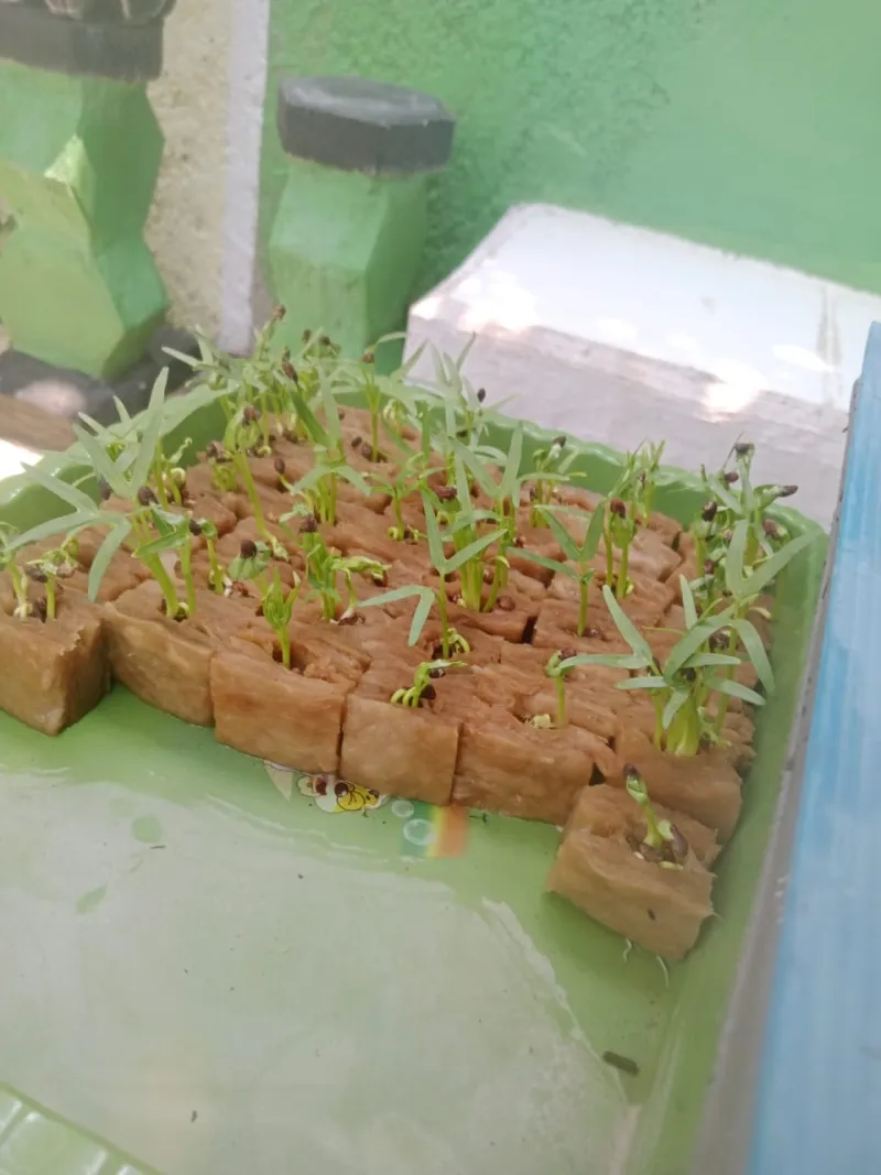 Lahan Urban Farming SMKN 43 Jakarta - Gambar 200