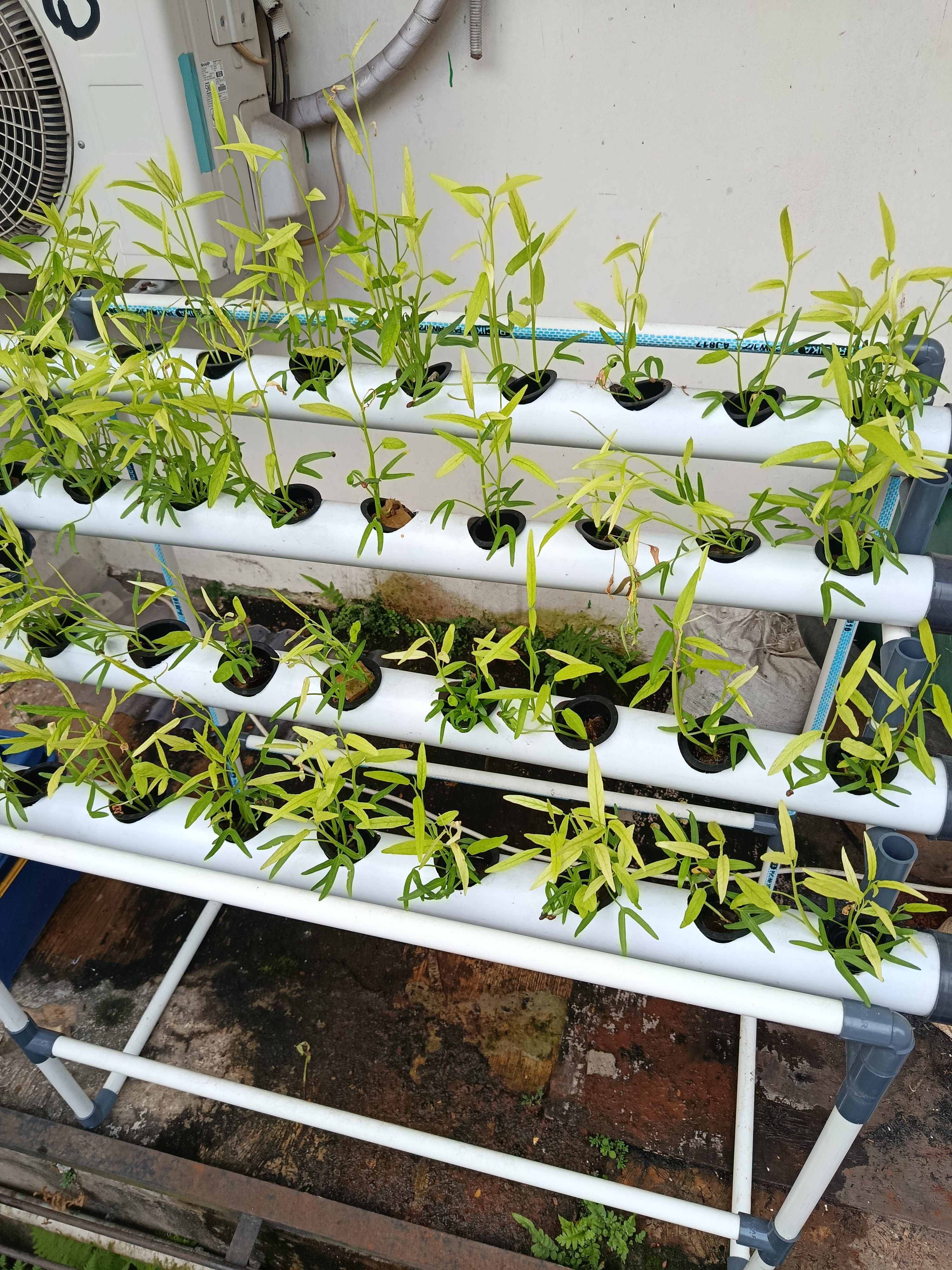 Lahan Urban Farming SMKN 62 Jakarta - Gambar 51