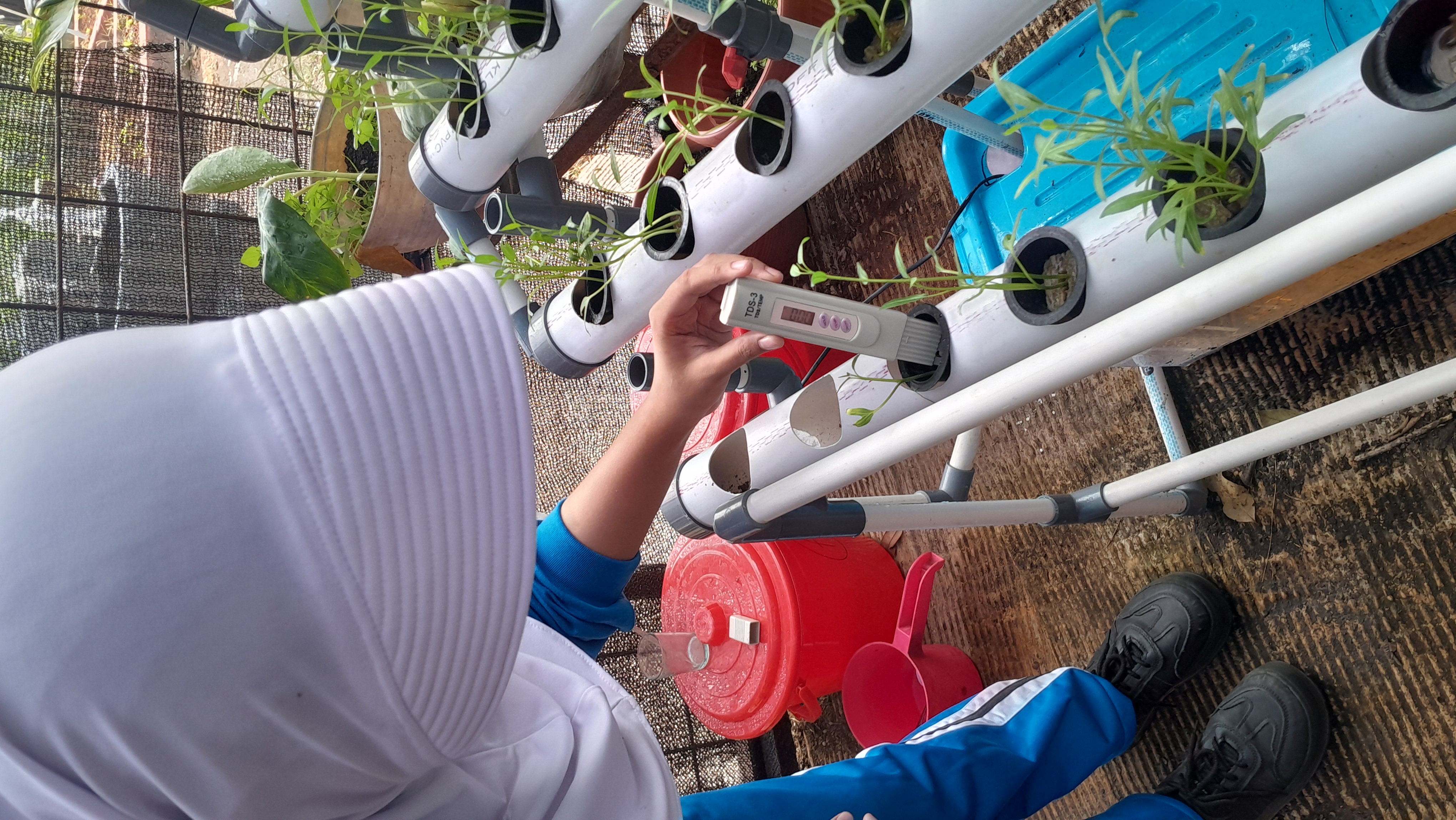 Lahan Urban Farming SMAN 109 Jakarta - Gambar 223