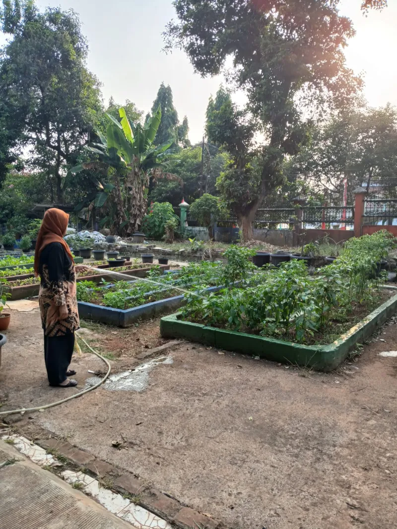 Lahan Urban Farming SMAN 109 Jakarta - Gambar 222