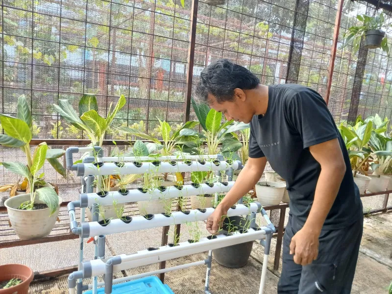 Lahan Urban Farming SMAN 109 Jakarta - Gambar 221