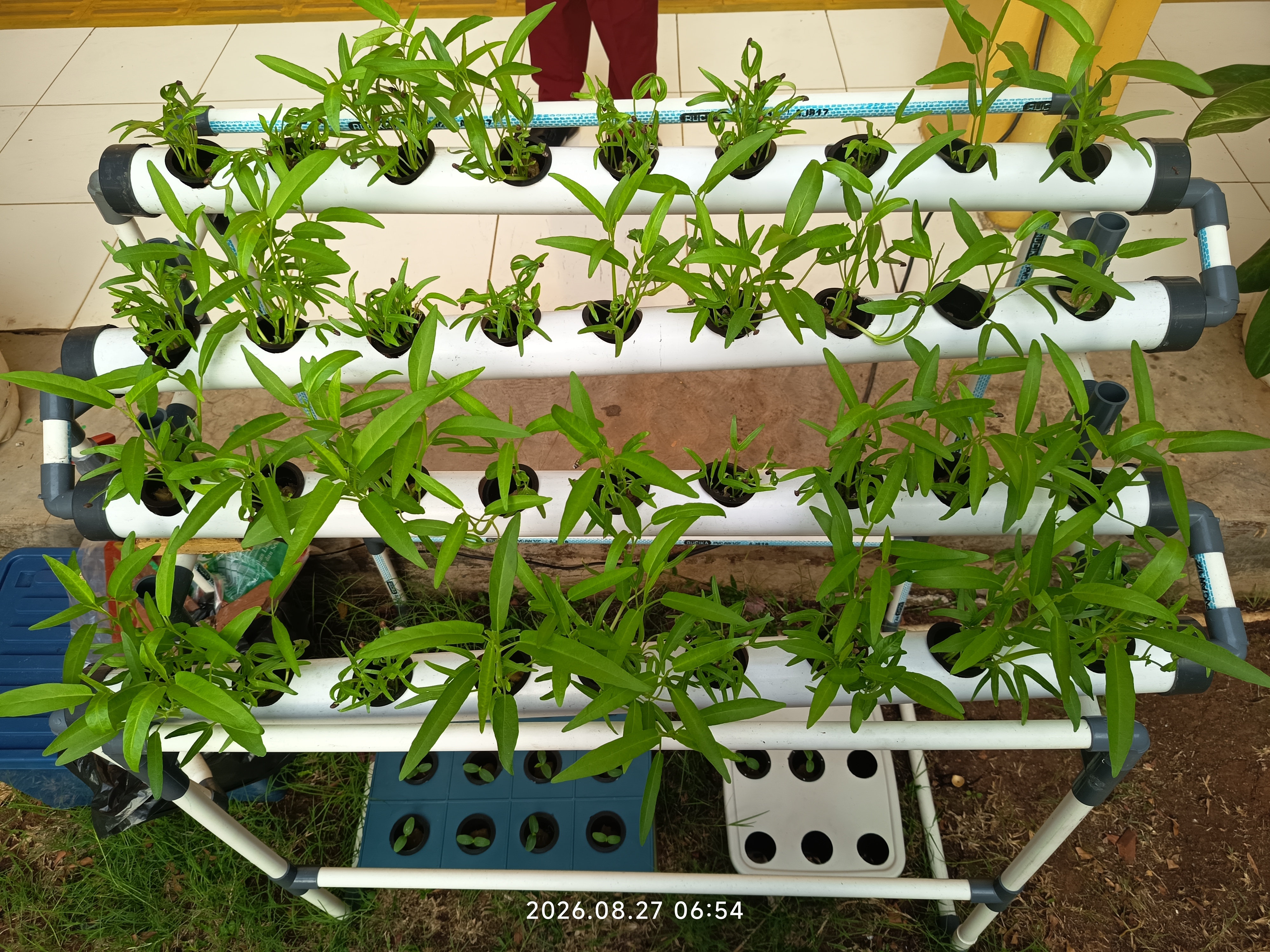 Lahan Urban Farming SLB A Pembina Tingkat Nasional - Gambar 119
