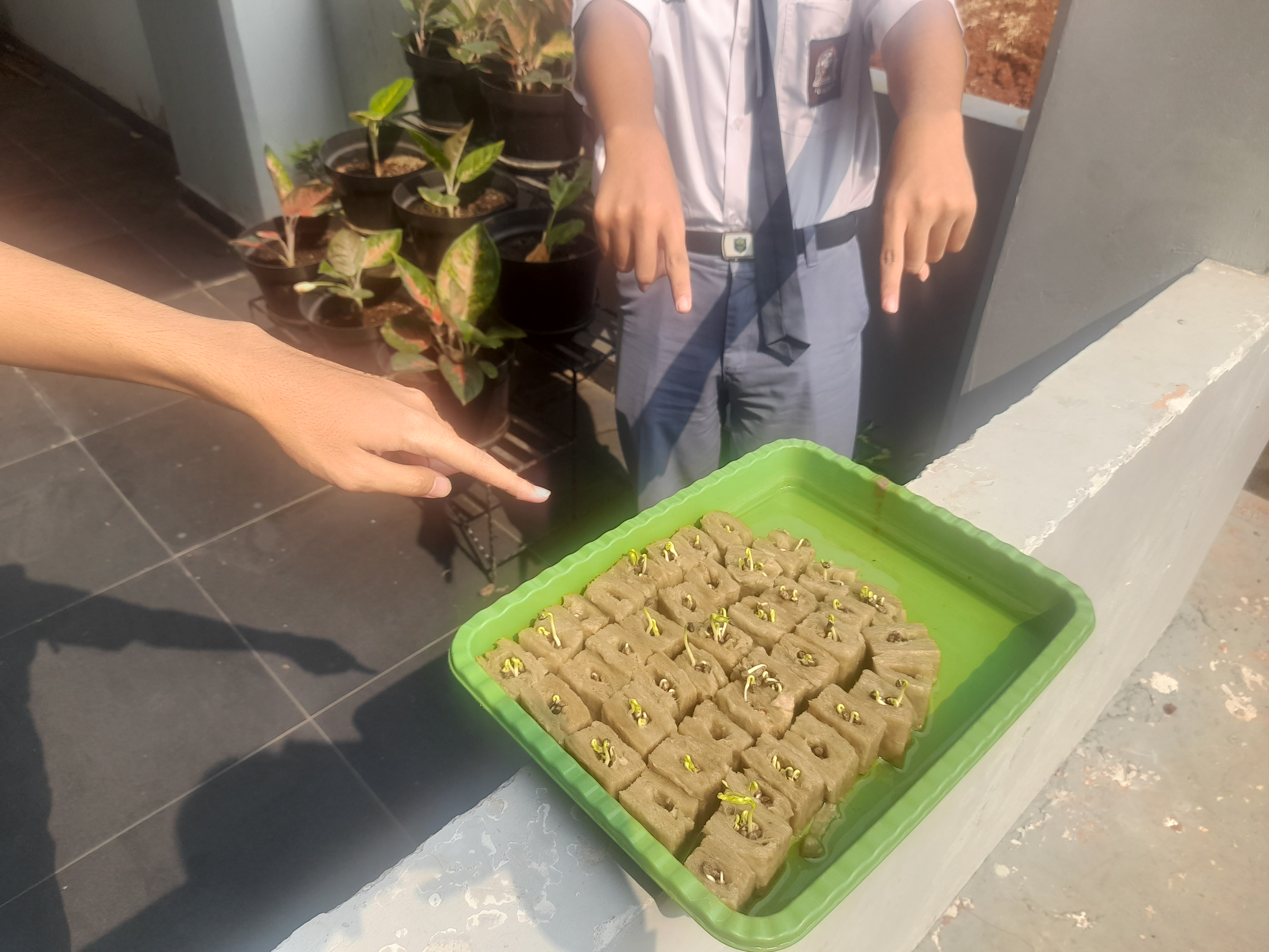 Lahan Urban Farming SMAN 116 Jakarta - Gambar 140