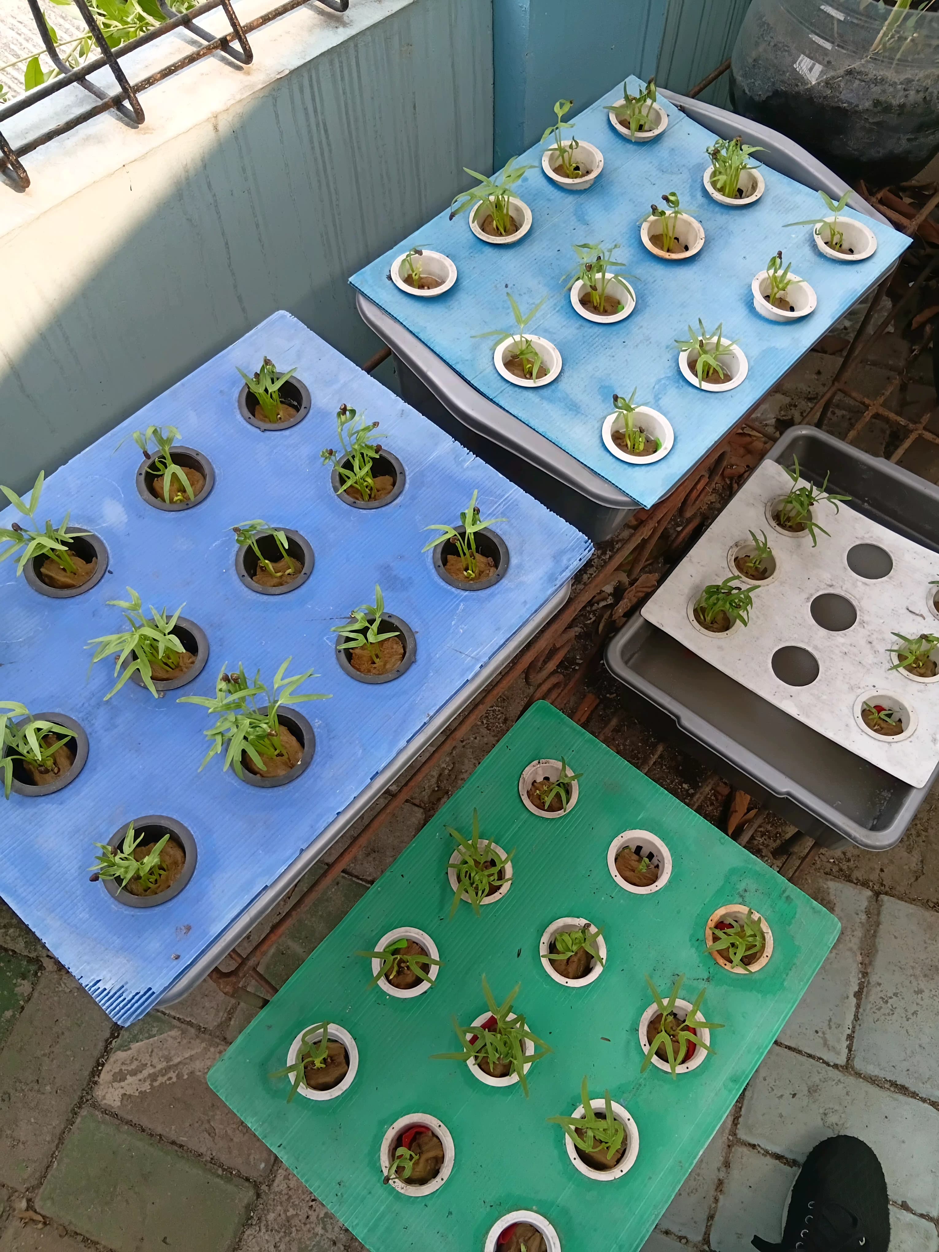 Lahan Urban Farming SMKN 43 Jakarta - Gambar 196