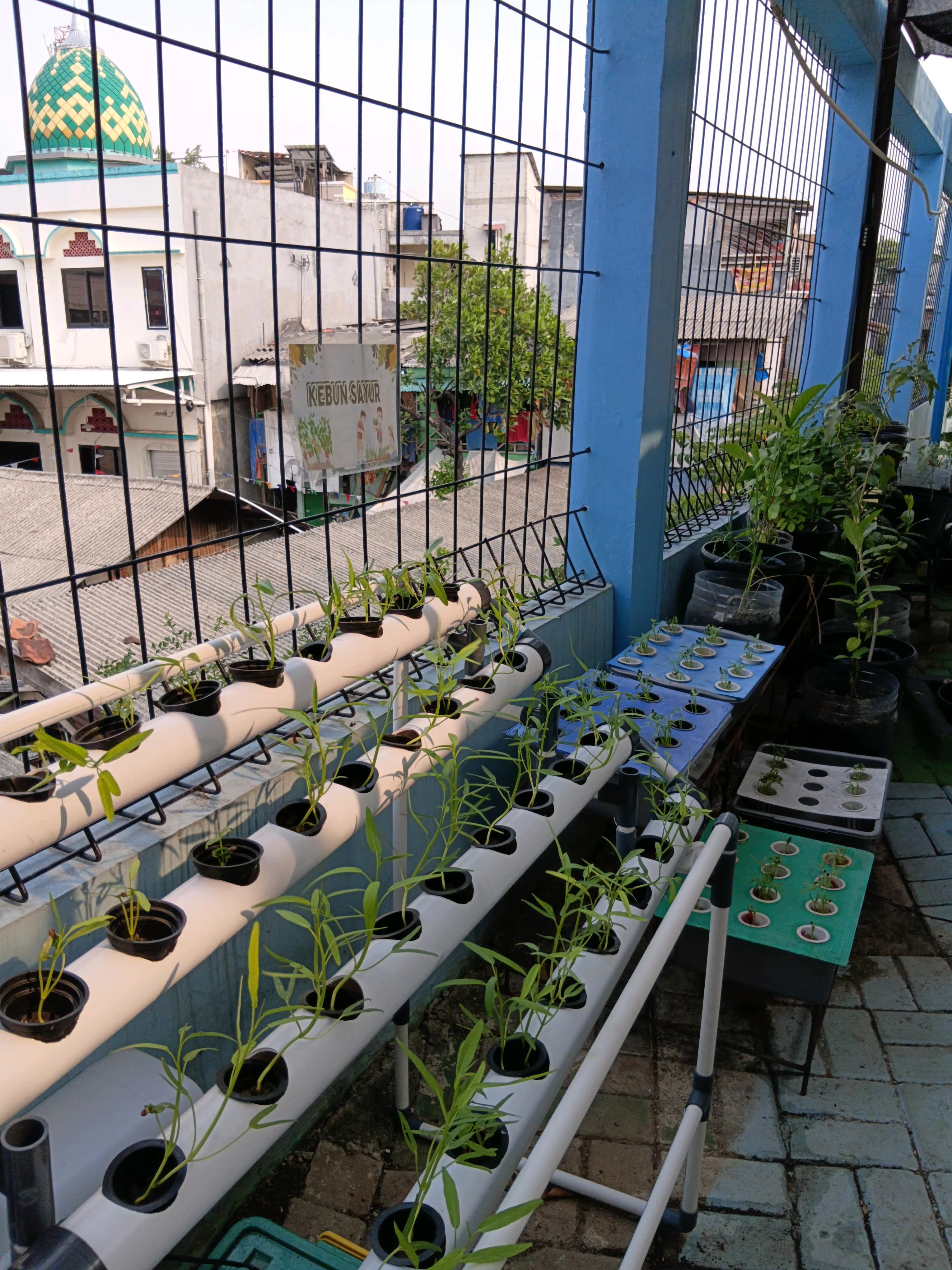 Lahan Urban Farming SMKN 43 Jakarta - Gambar 199