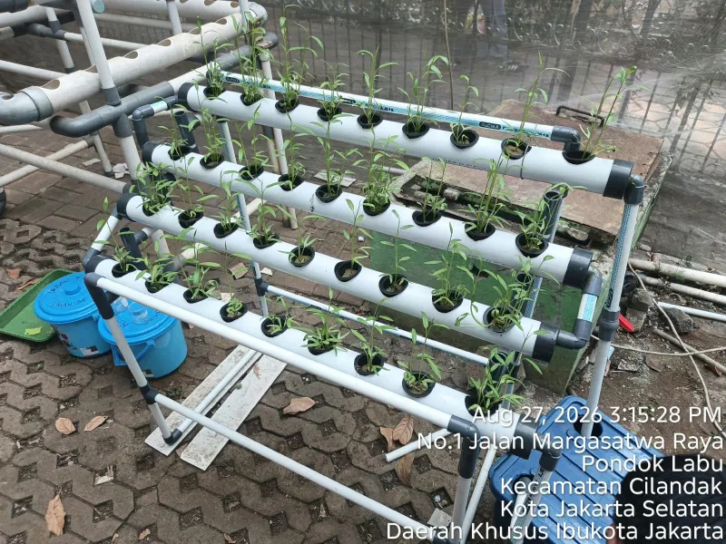 Lahan Urban Farming SMAN 34 Jakarta - Gambar 79