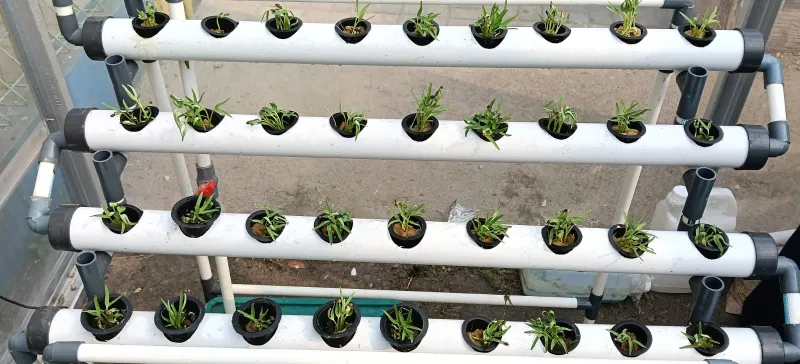 Lahan Urban Farming SDN Cipulir 03 - Gambar 72