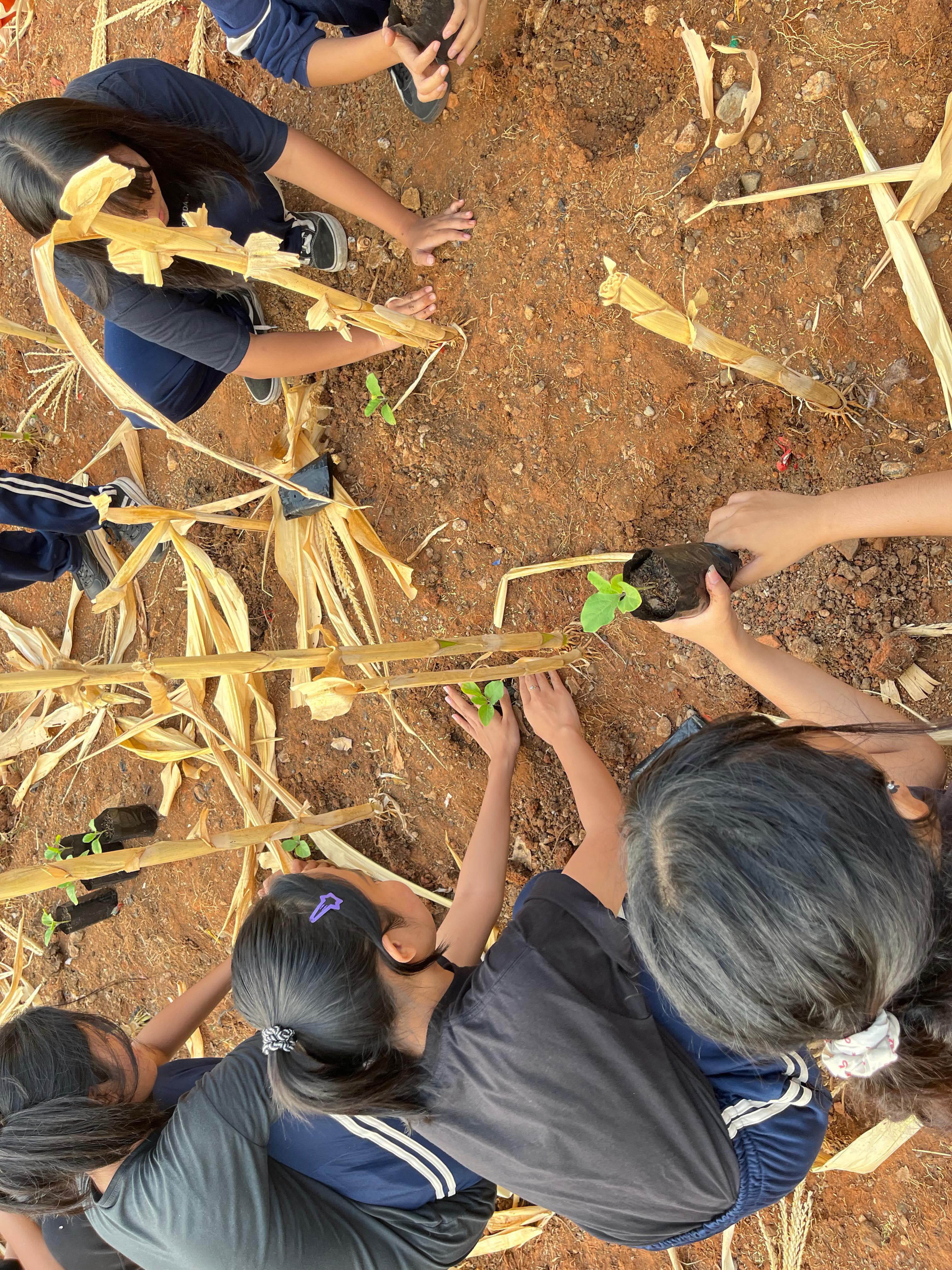 KEBUN SMKN 74 JAGAKARSA JAKARTA SELATAN - Gambar 310