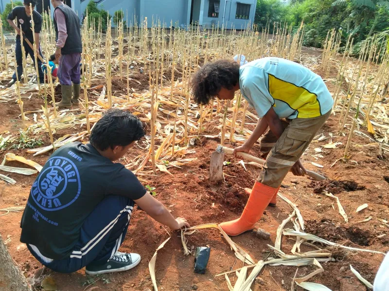 KEBUN SMKN 74 JAGAKARSA JAKARTA SELATAN - Gambar 302