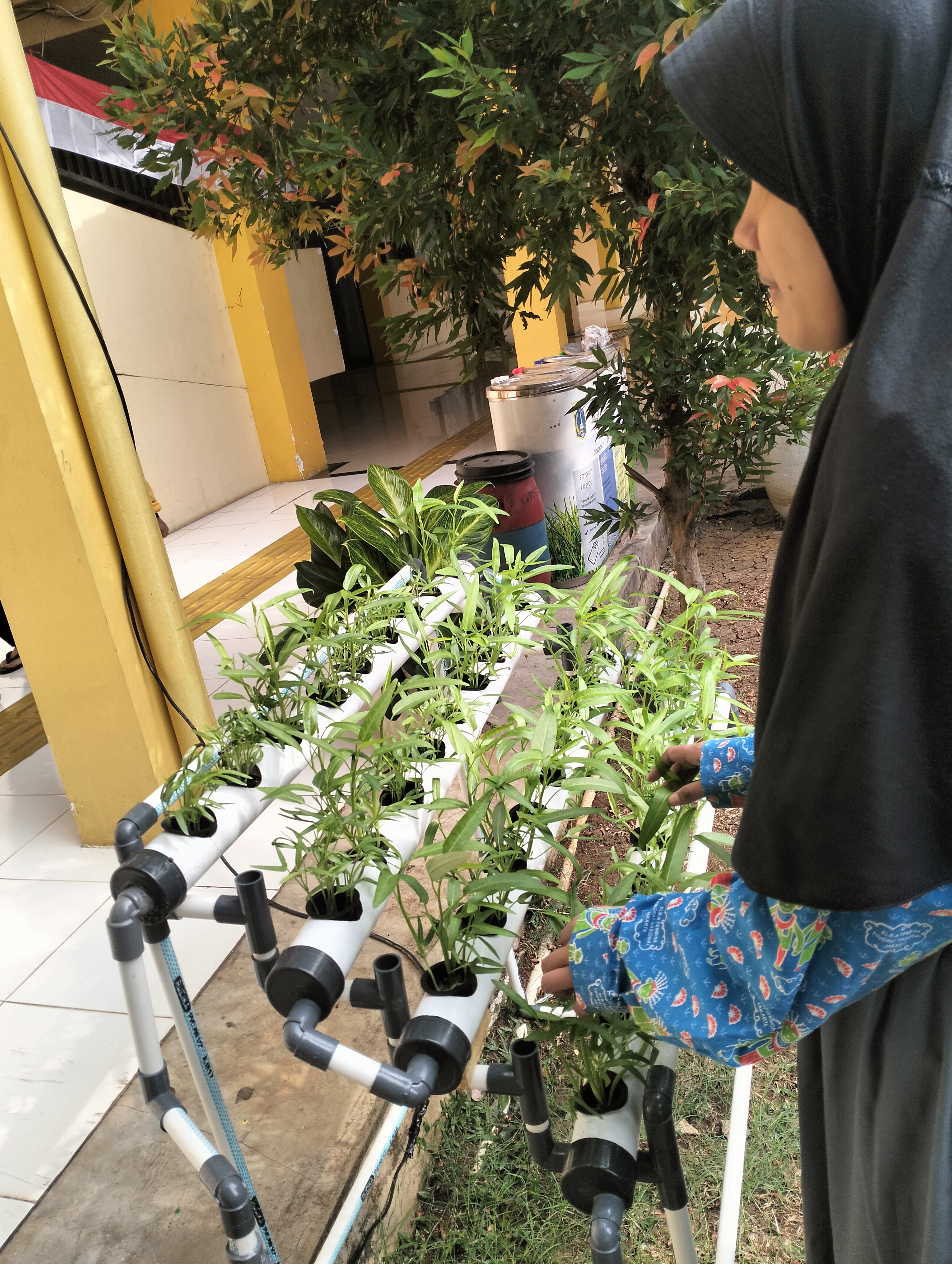 Lahan Urban Farming SLB A Pembina Tingkat Nasional - Gambar 117