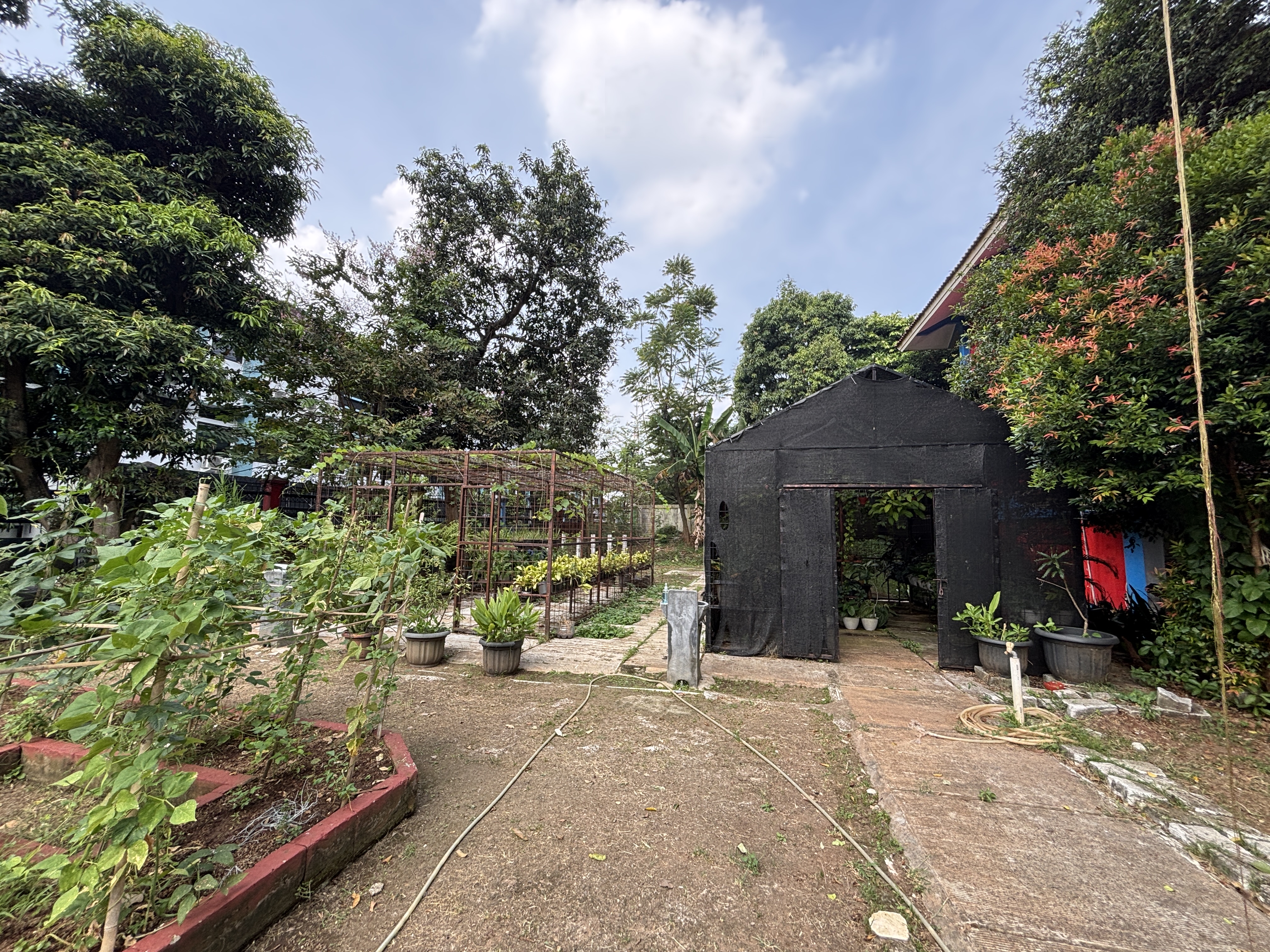 Lahan Urban Farming SMAN 109 Jakarta - Gambar 305