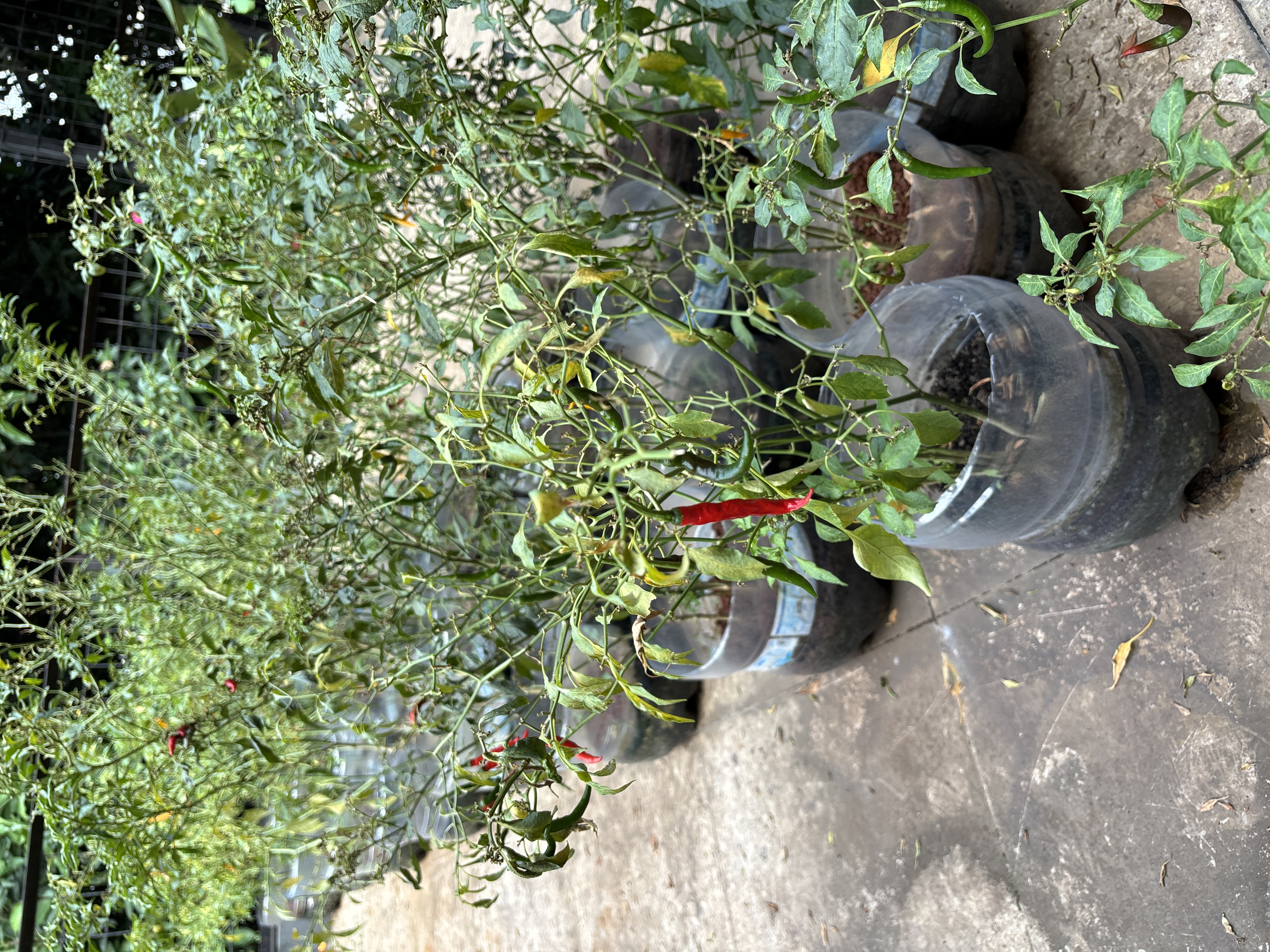 Lahan Urban Farming SMKN 41 Jakarta - Gambar 102