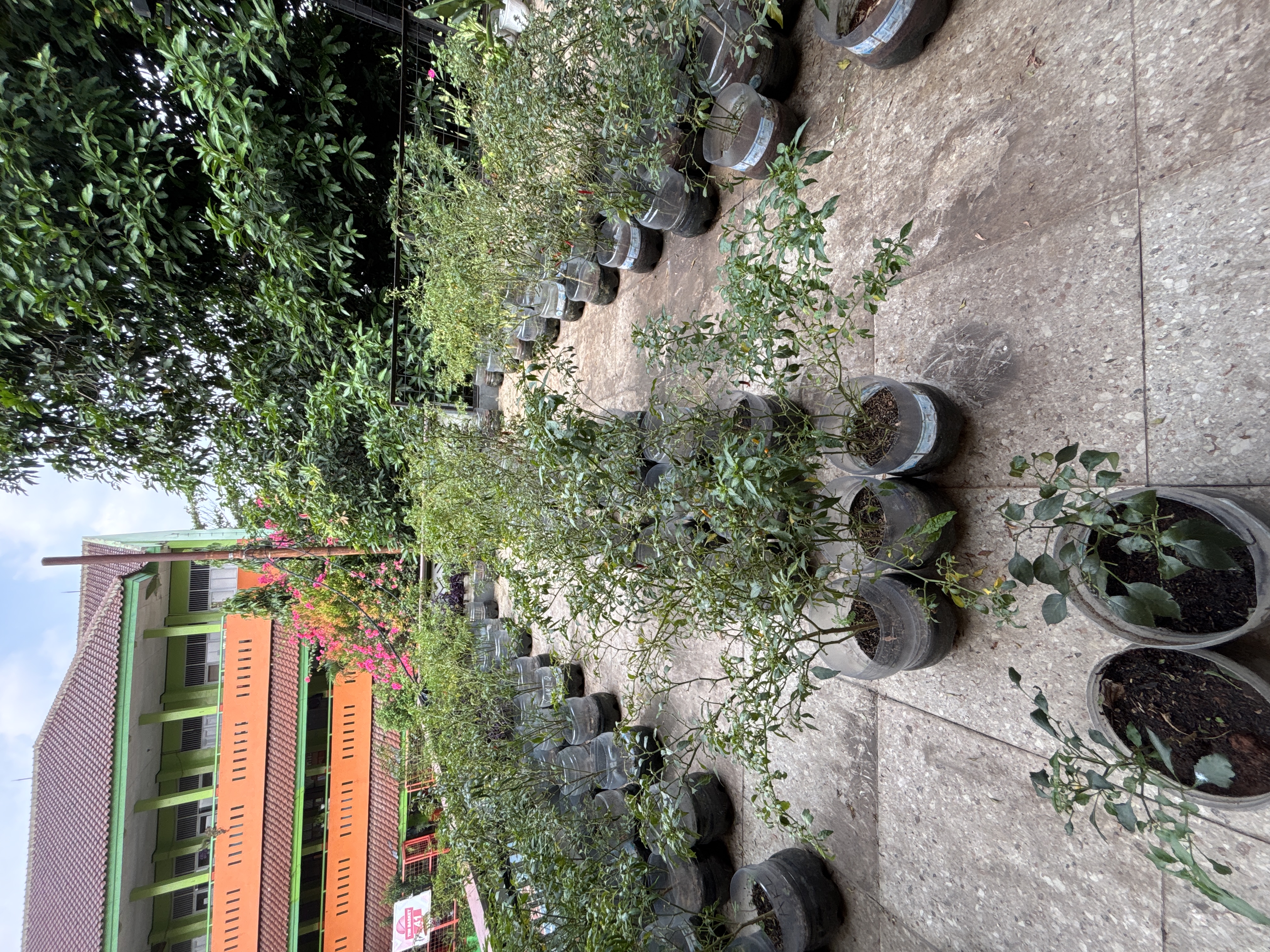 Lahan Urban Farming SMKN 41 Jakarta - Gambar 103