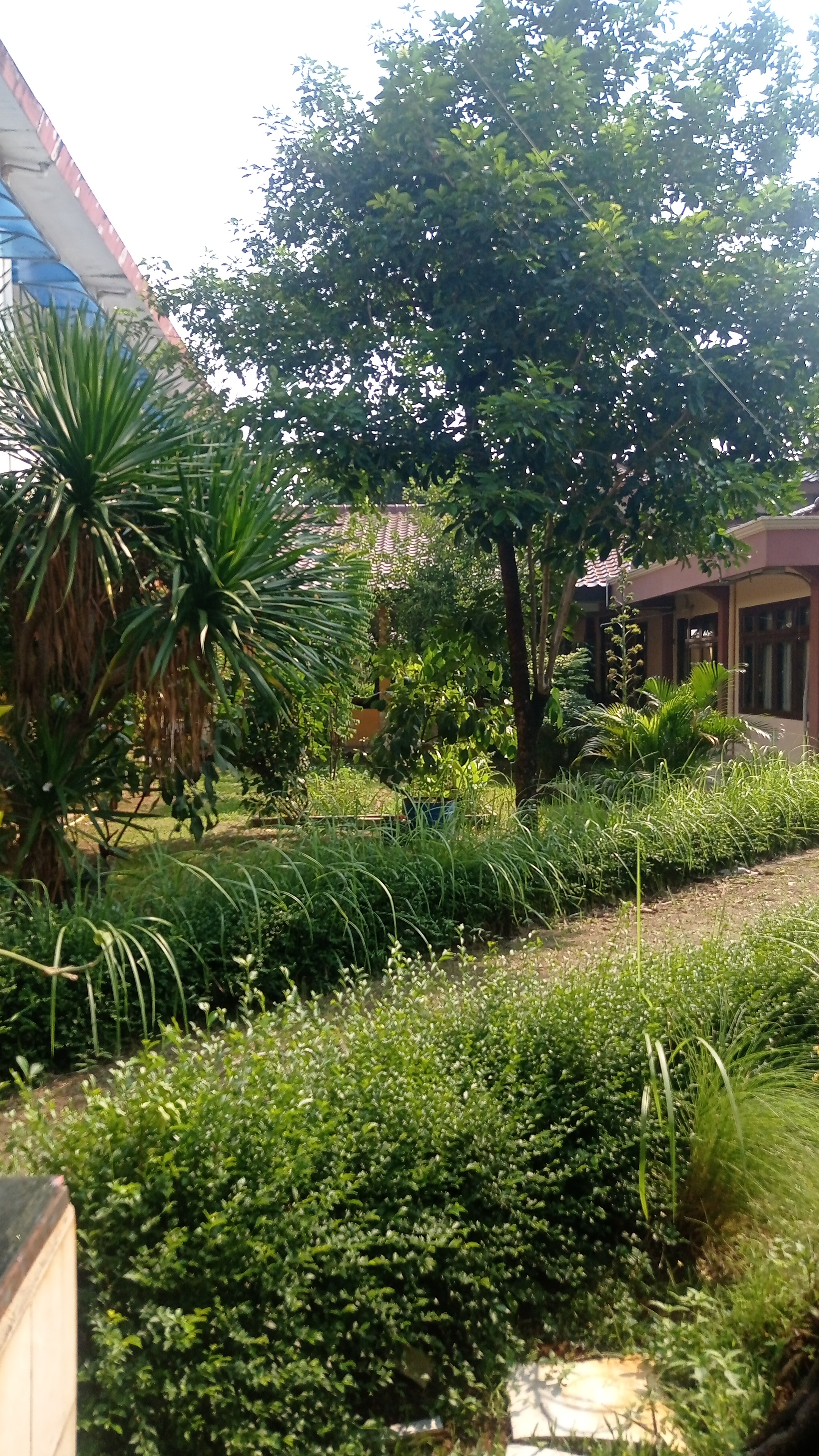 Lahan Urban Farming SLB A Pembina Tingkat Nasional - Gambar 157