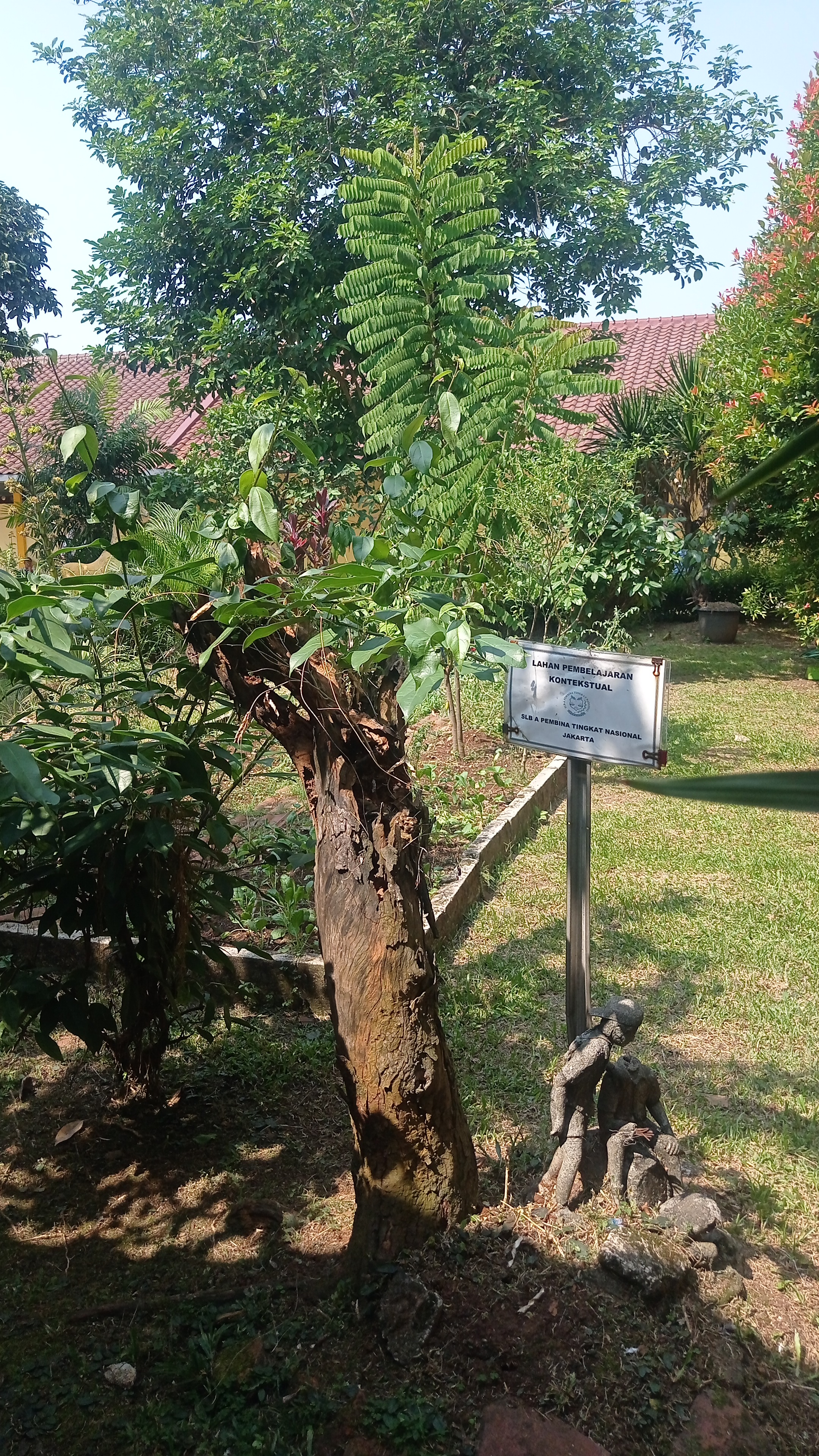 Lahan Urban Farming SLB A Pembina Tingkat Nasional - Gambar 155