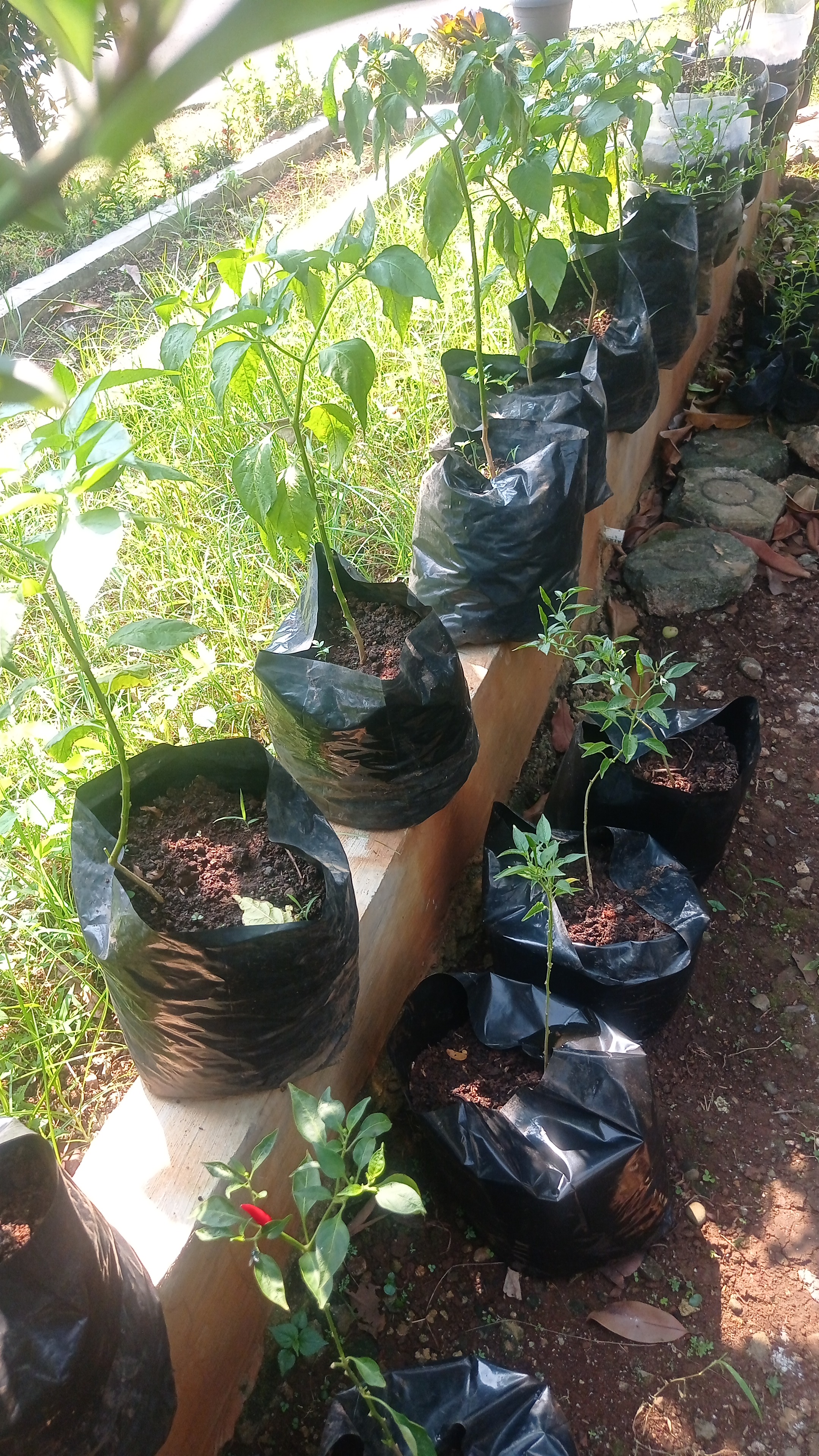 Lahan Urban Farming SLBN 01 Lebak Bulus - Gambar 95