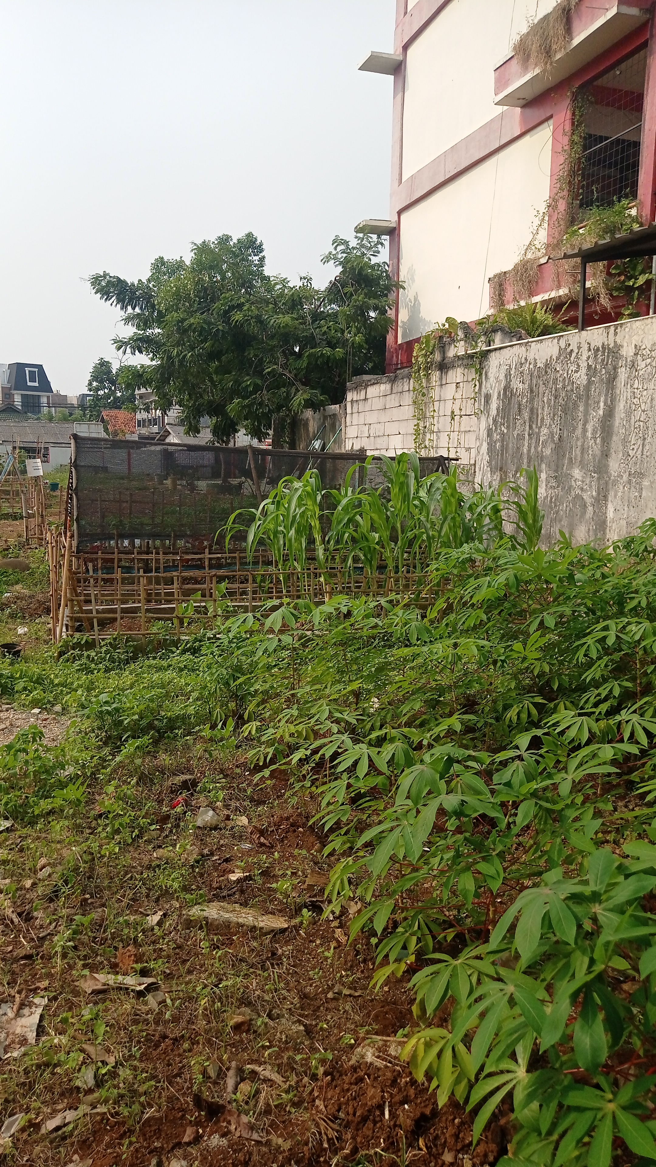 Lahan Urban Farming SDN Bintaro 09 - Gambar 210