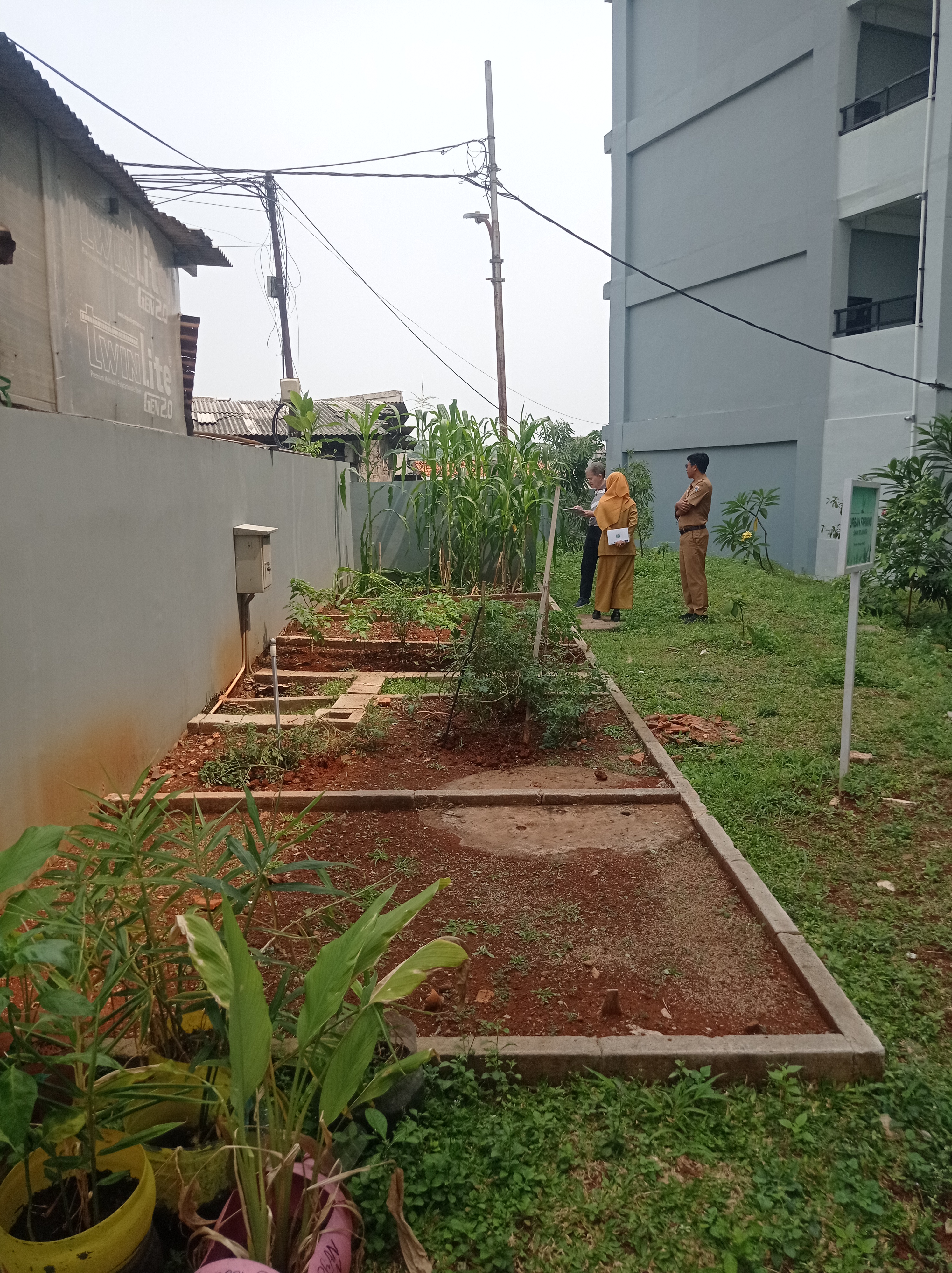 Lahan Urban Farming SMAN 116 Jakarta - Gambar 150