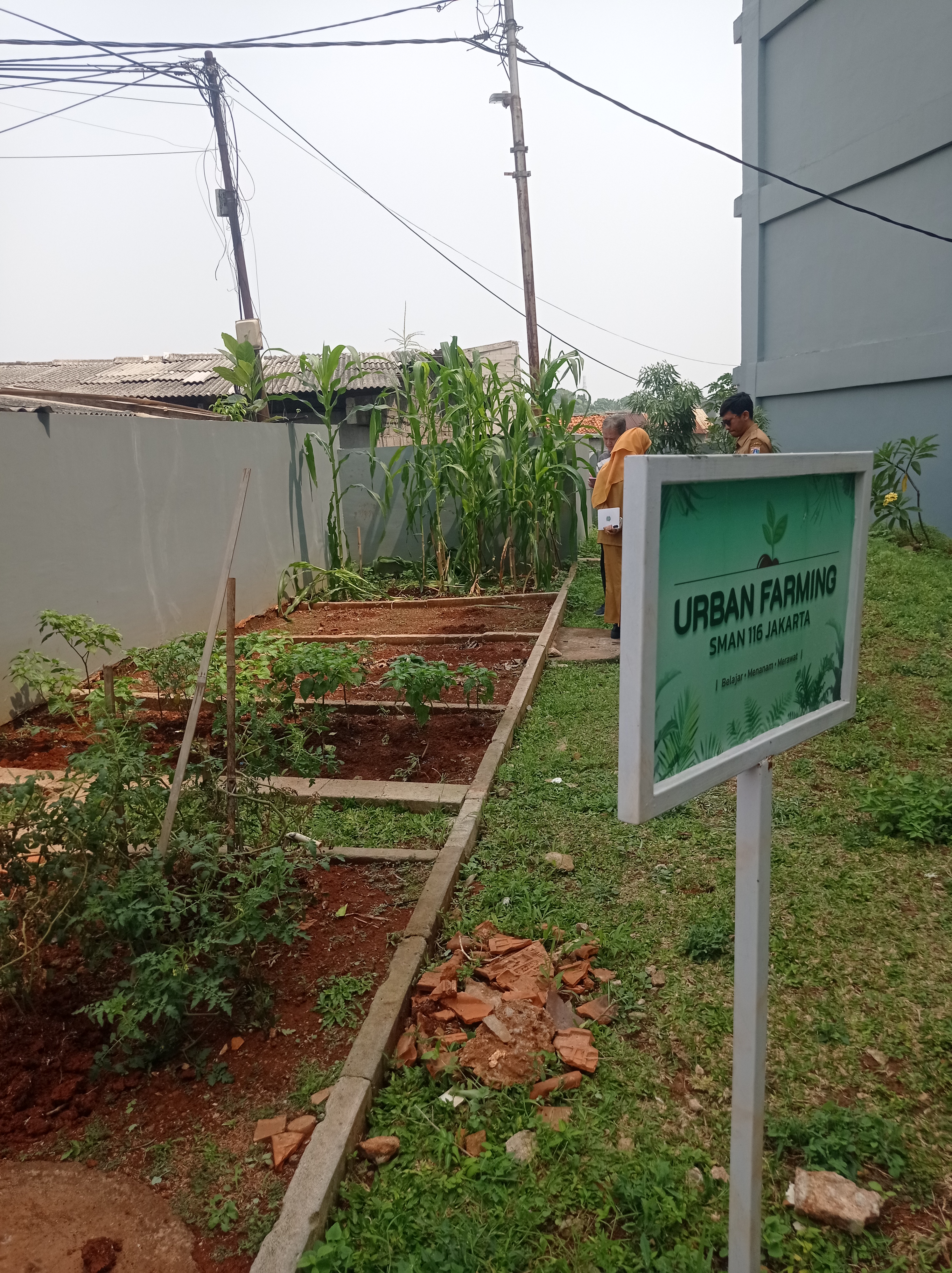 Lahan Urban Farming SMAN 116 Jakarta - Gambar 149
