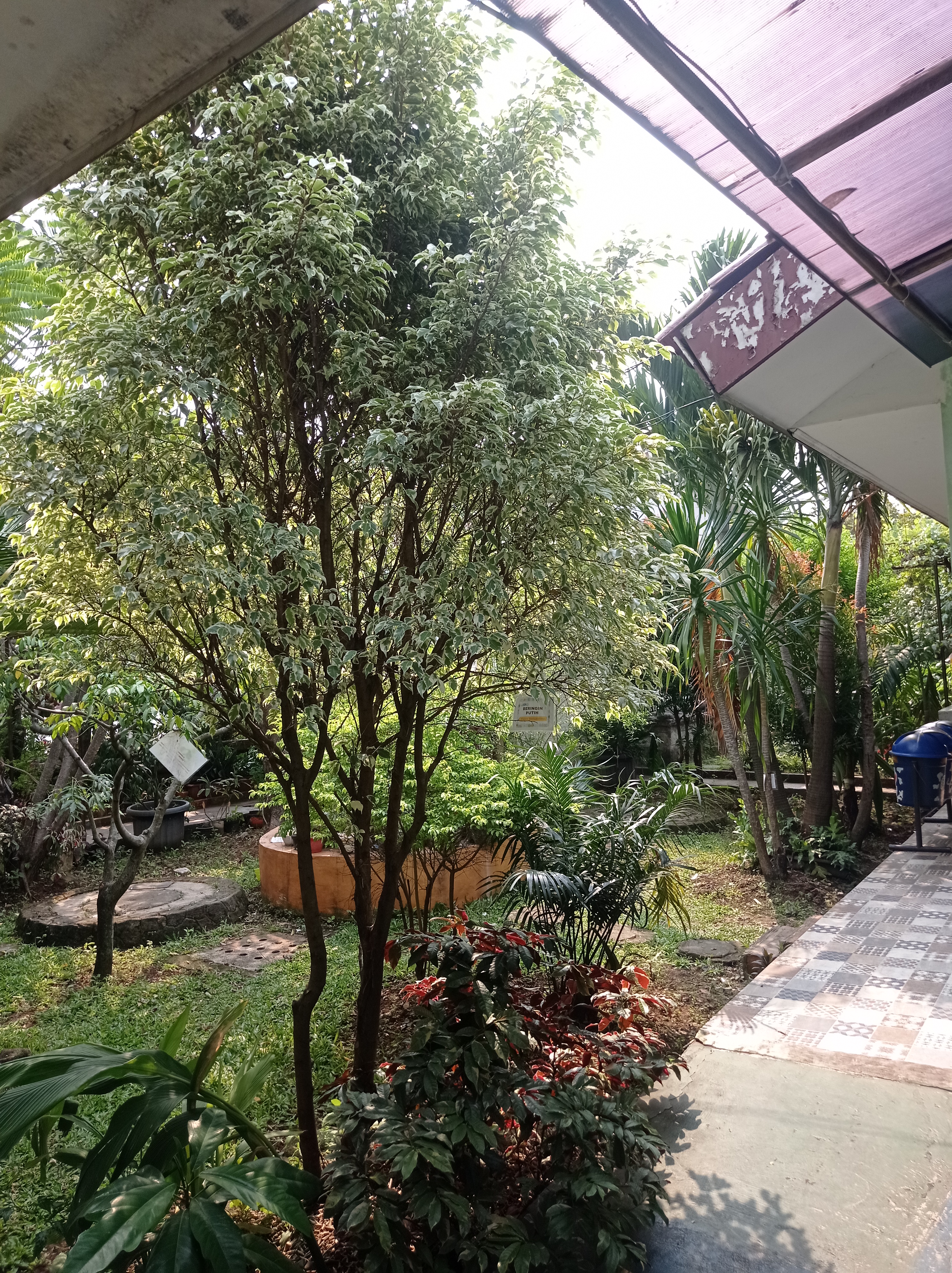 Lahan Urban Farming SDN Cipulir 03 - Gambar 105