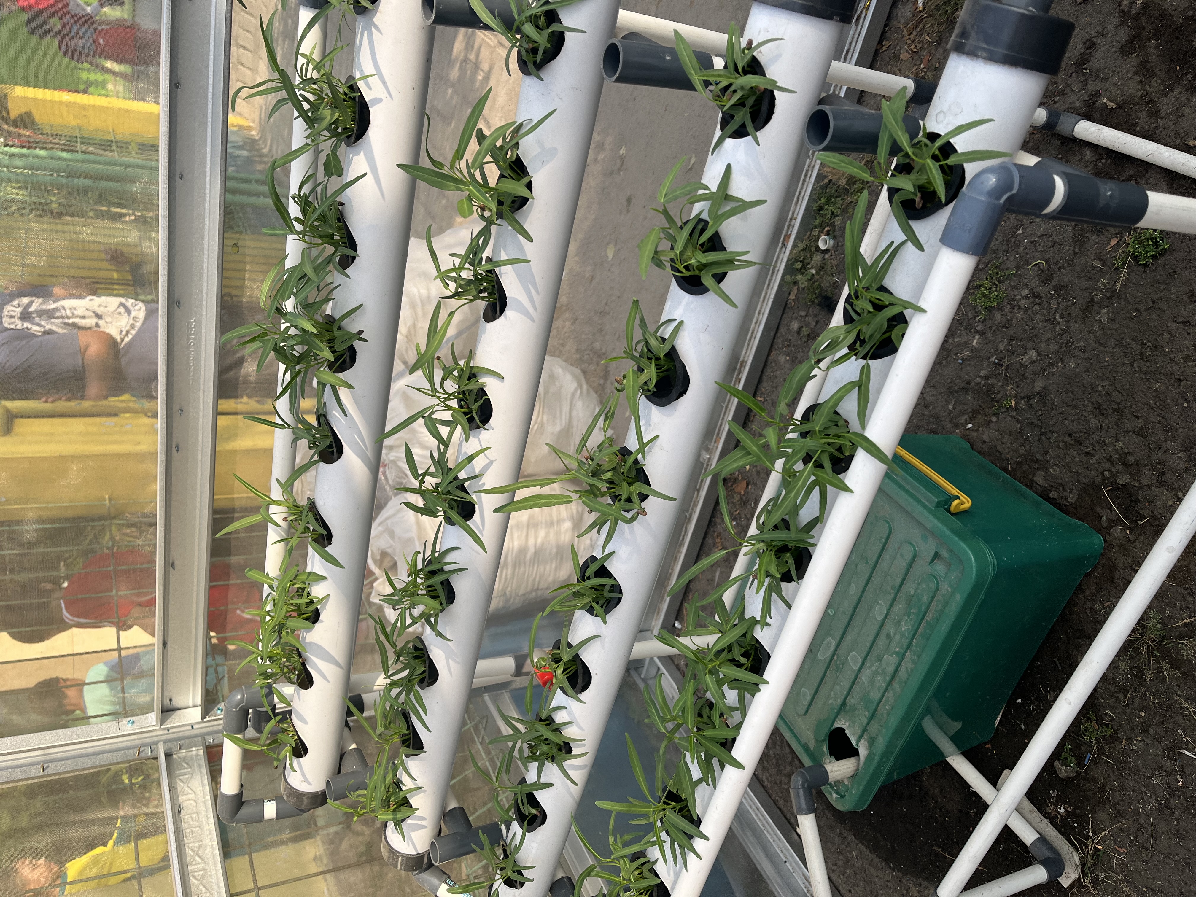 Lahan Urban Farming SDN Cipulir 03 - Gambar 95